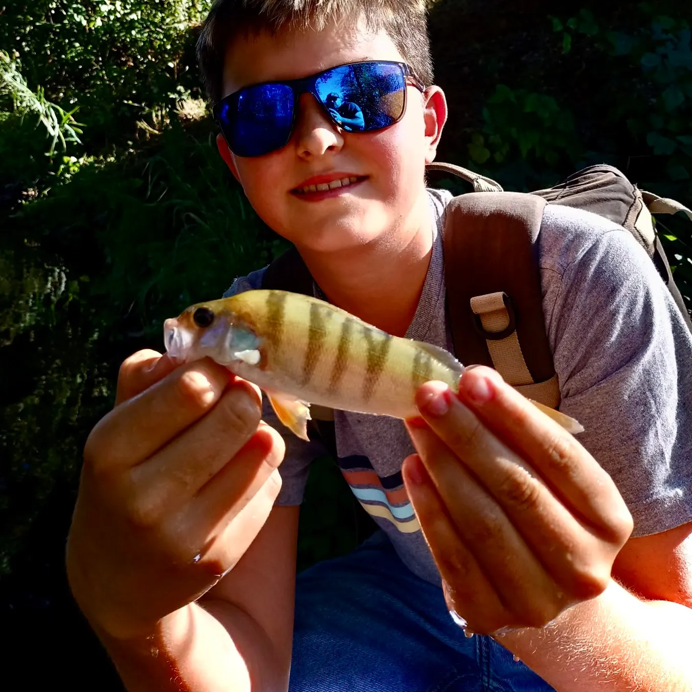 European perch caught on Fishbrain