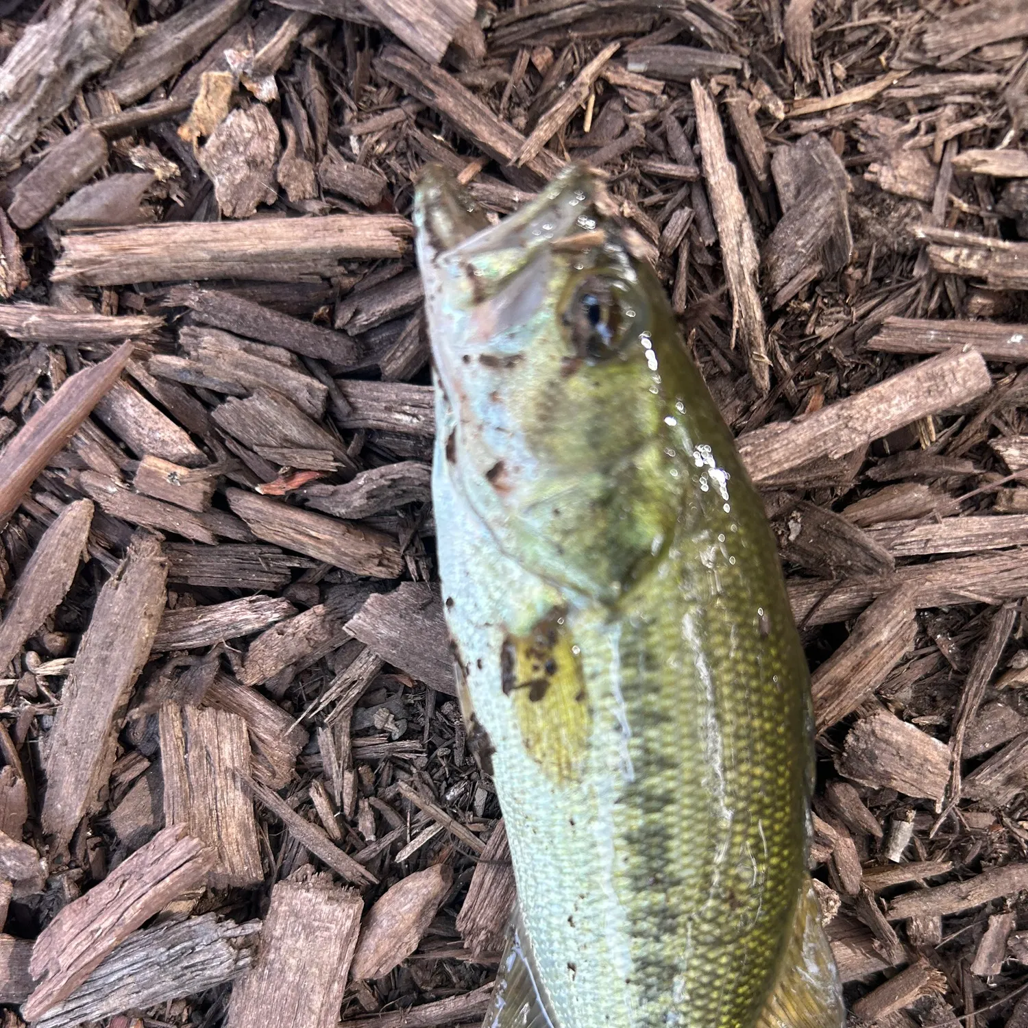 Fish caught on Fishbrain