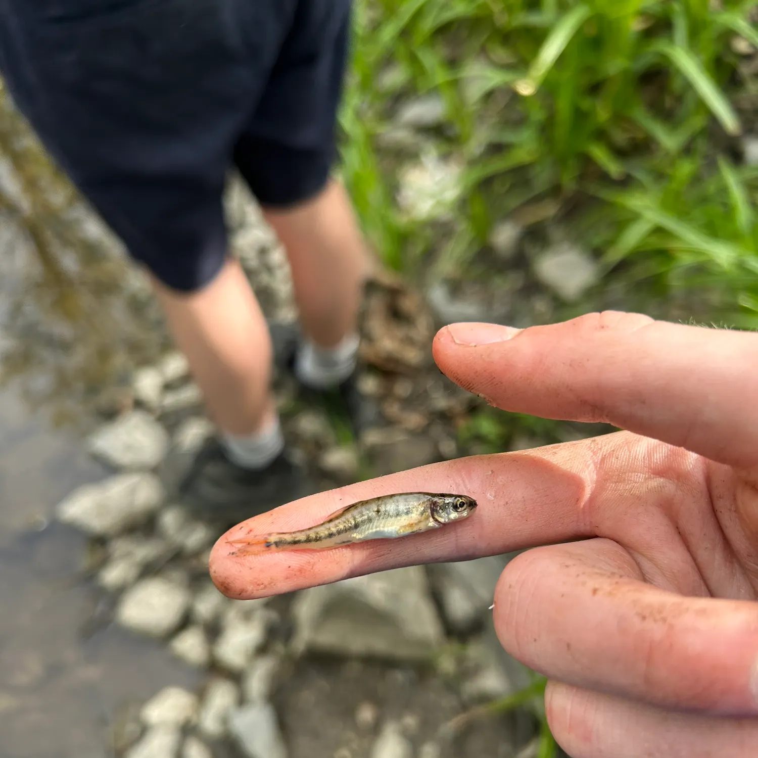 The most recent Barred minnow catches on Fishbrain
