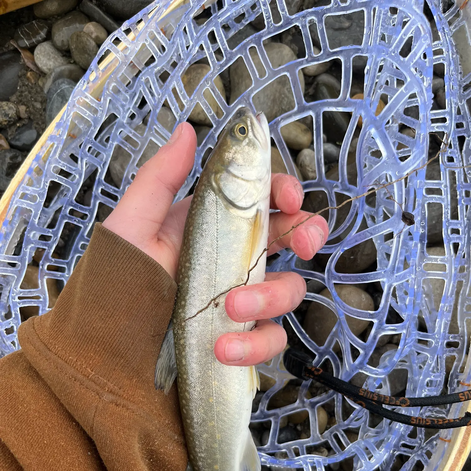 The most recent Bull trout catches on Fishbrain
