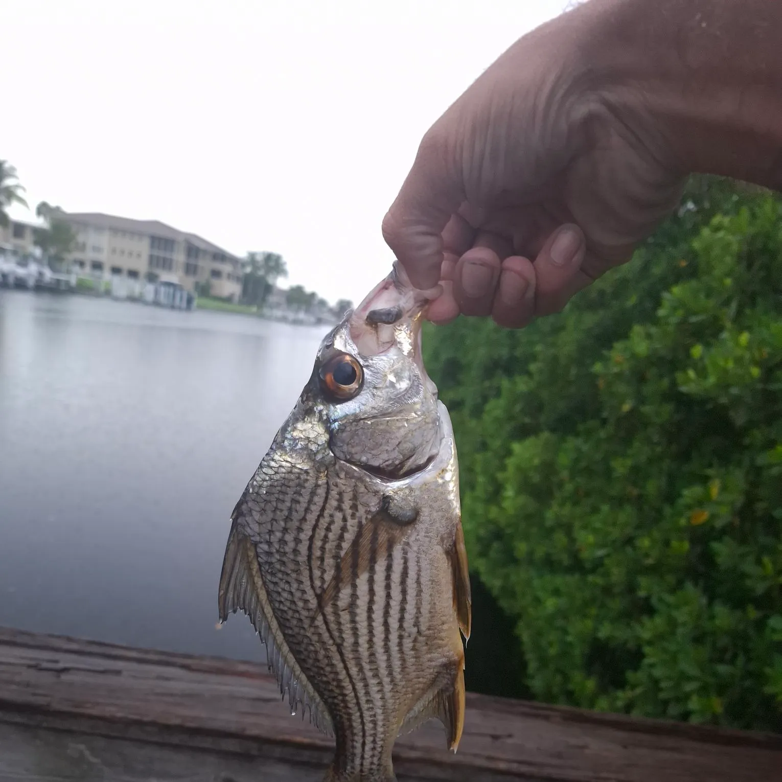 Striped mojarra caught on Fishbrain