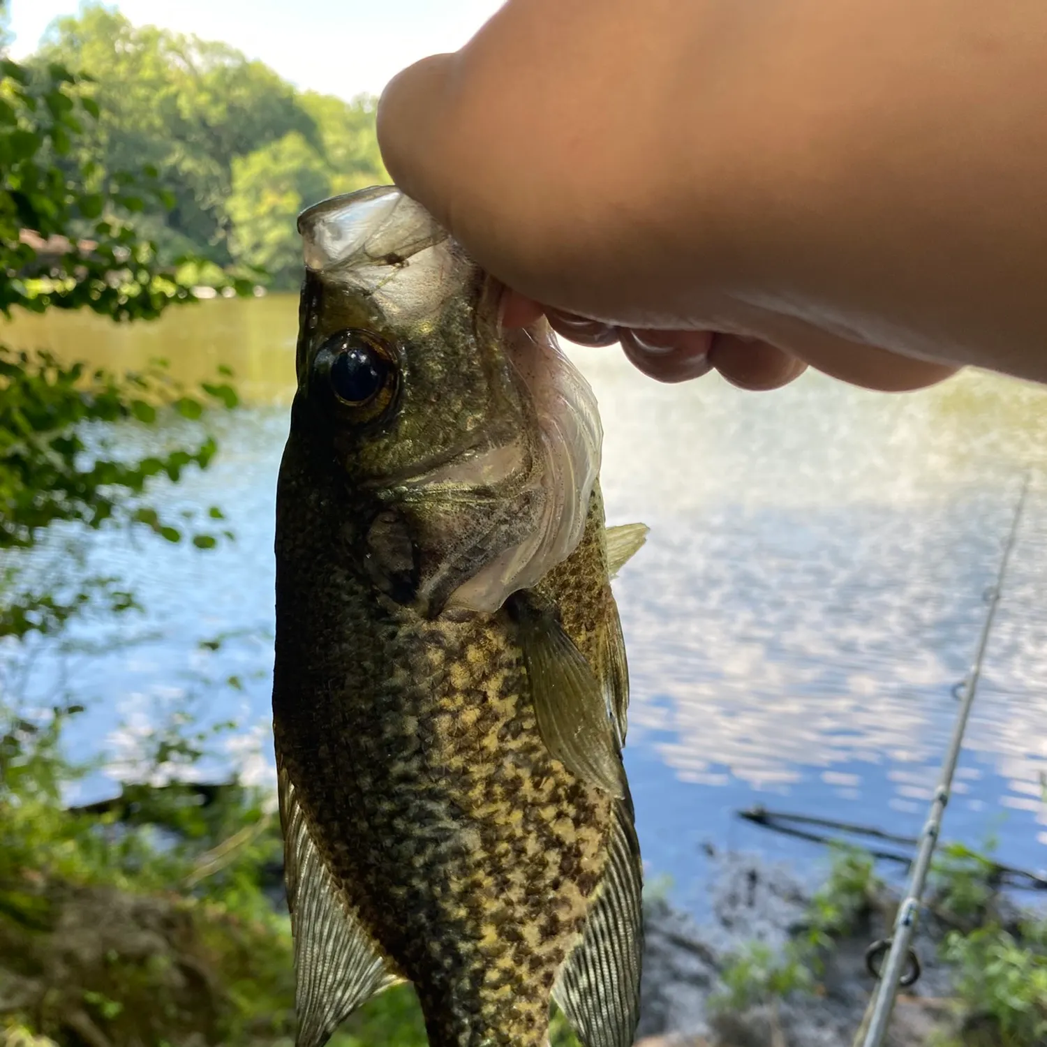 Black crappie caught on Fishbrain