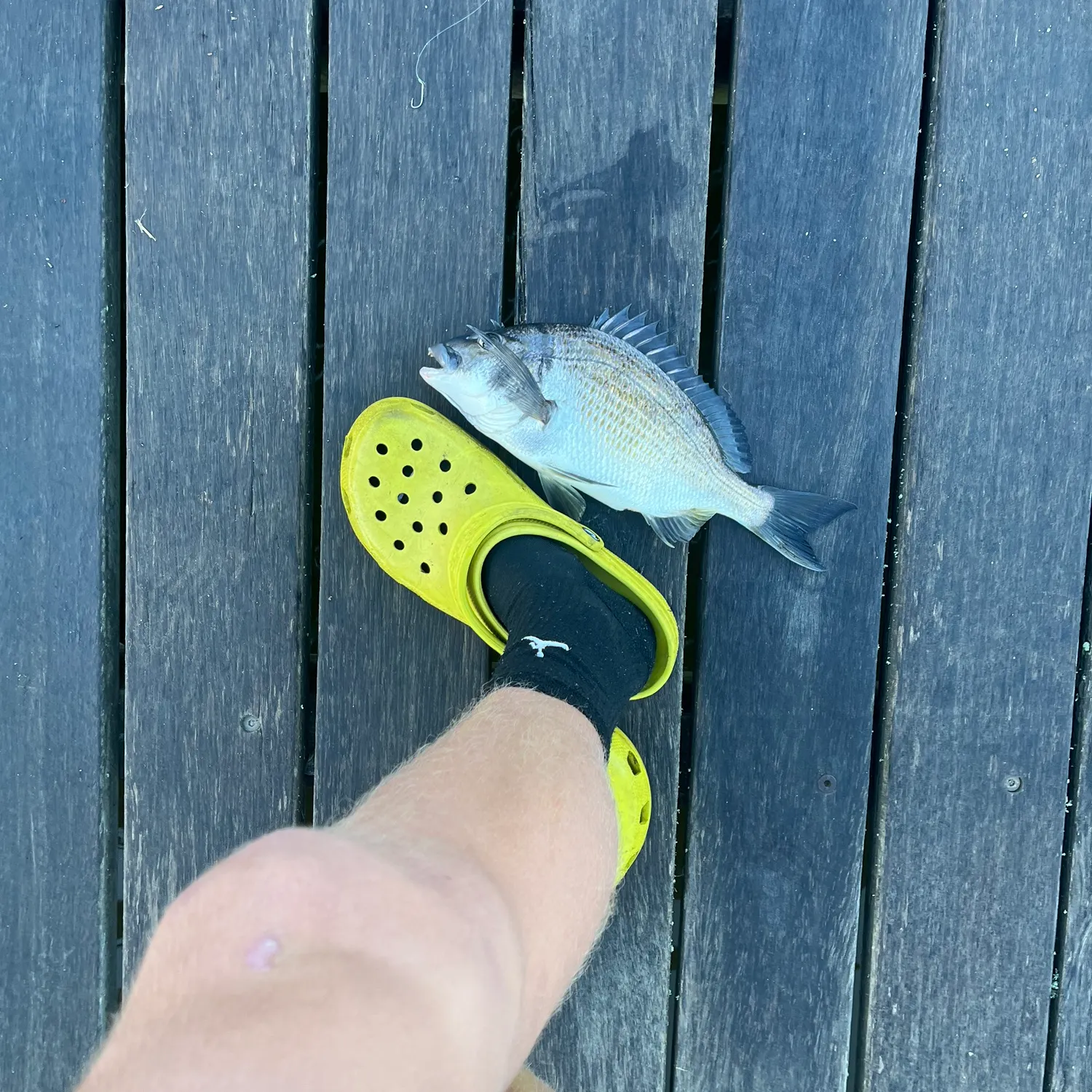 The most recent Southern black bream catches on Fishbrain