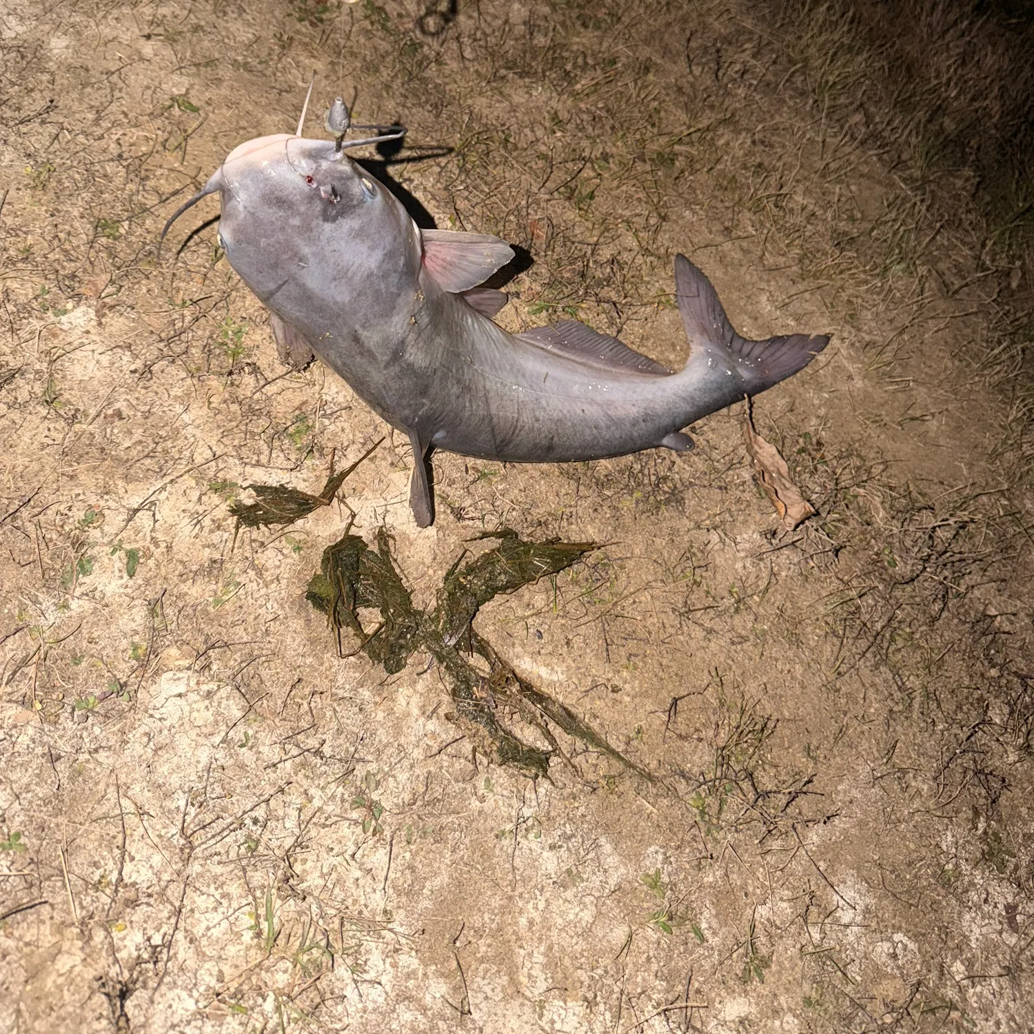The most recent Blue catfish catches on Fishbrain