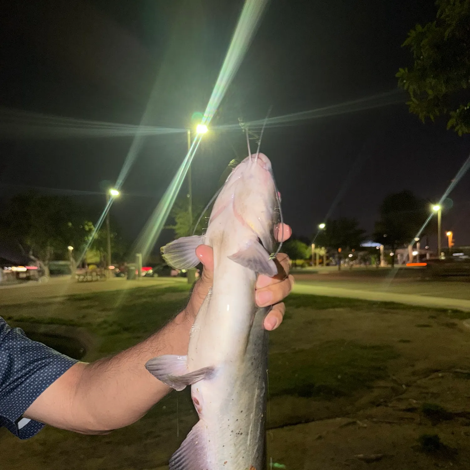 Channel catfish caught on Fishbrain