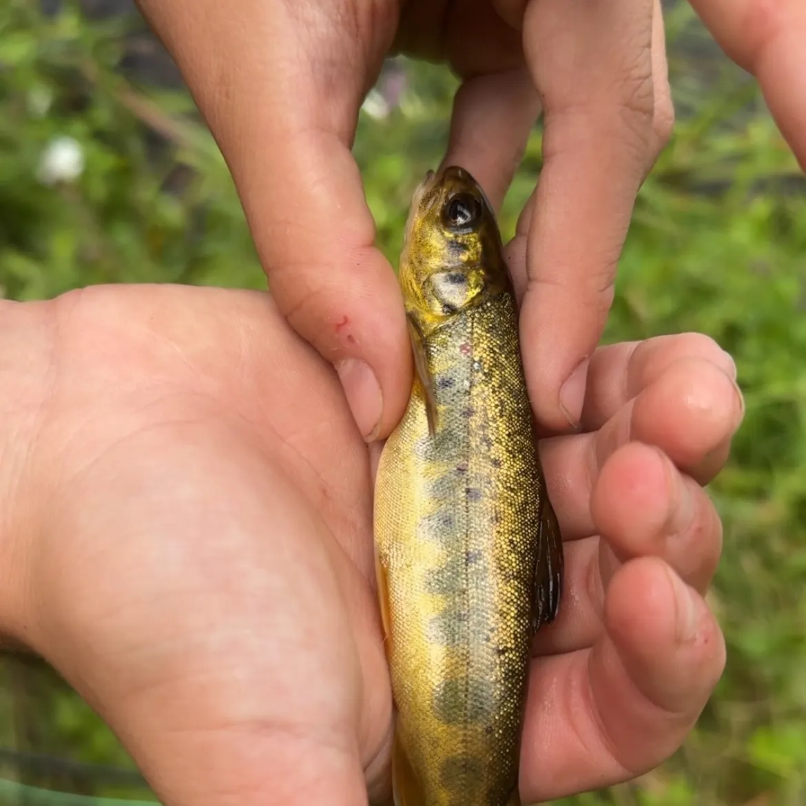 Brown trout caught on Fishbrain