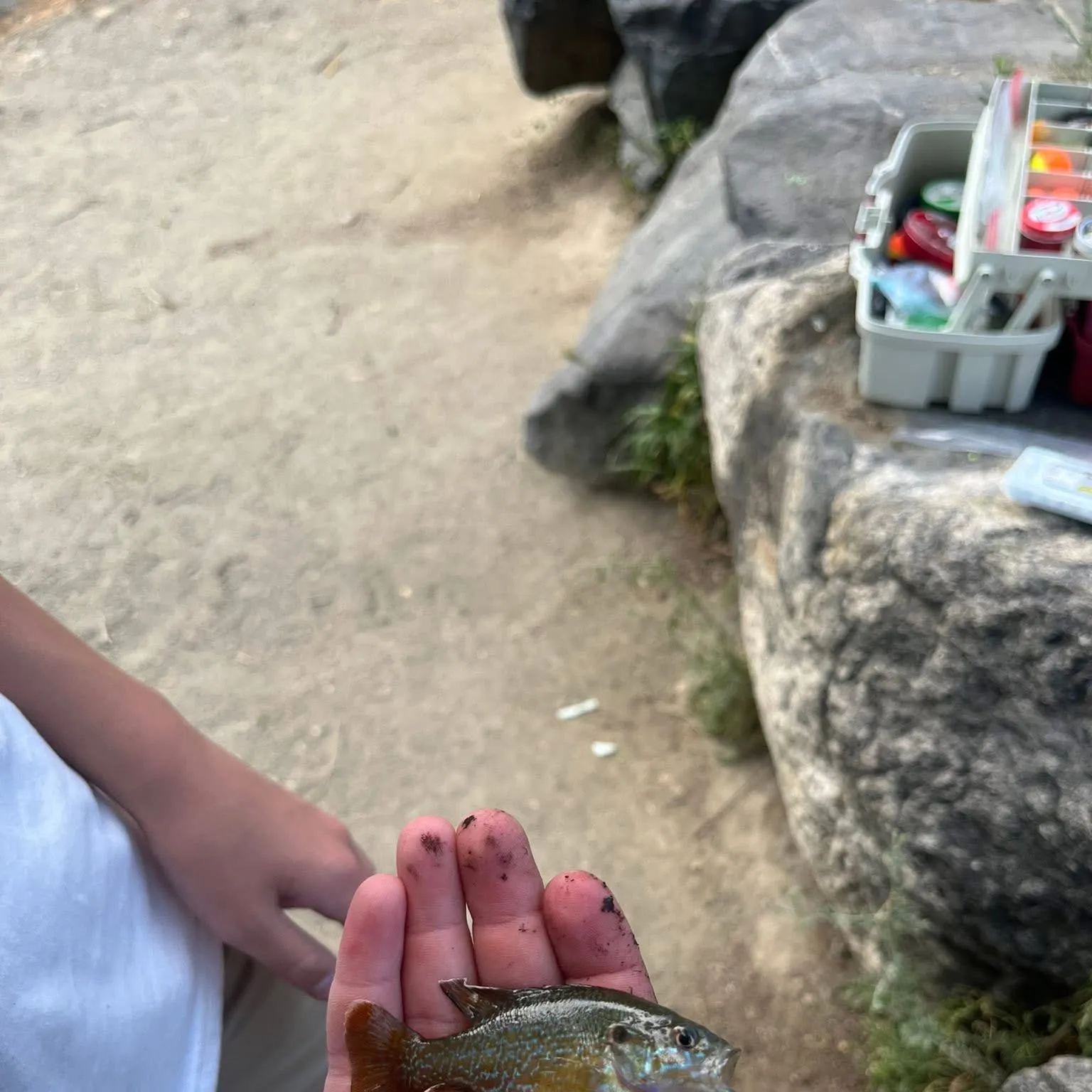 The most recent Green sunfish catches on Fishbrain