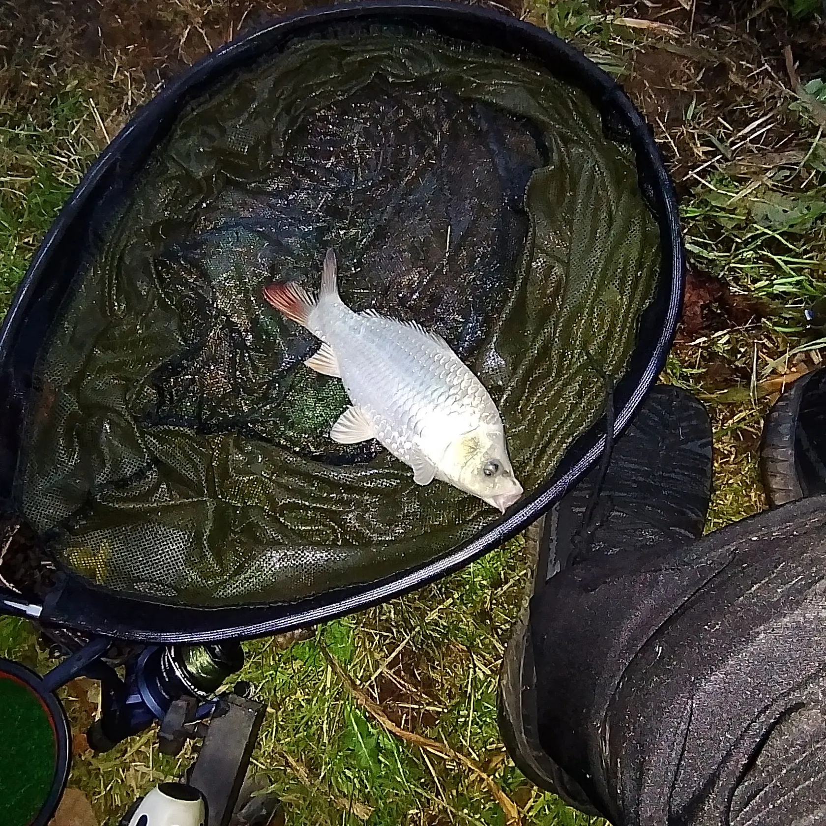 The most recent Ghost carp catches on Fishbrain