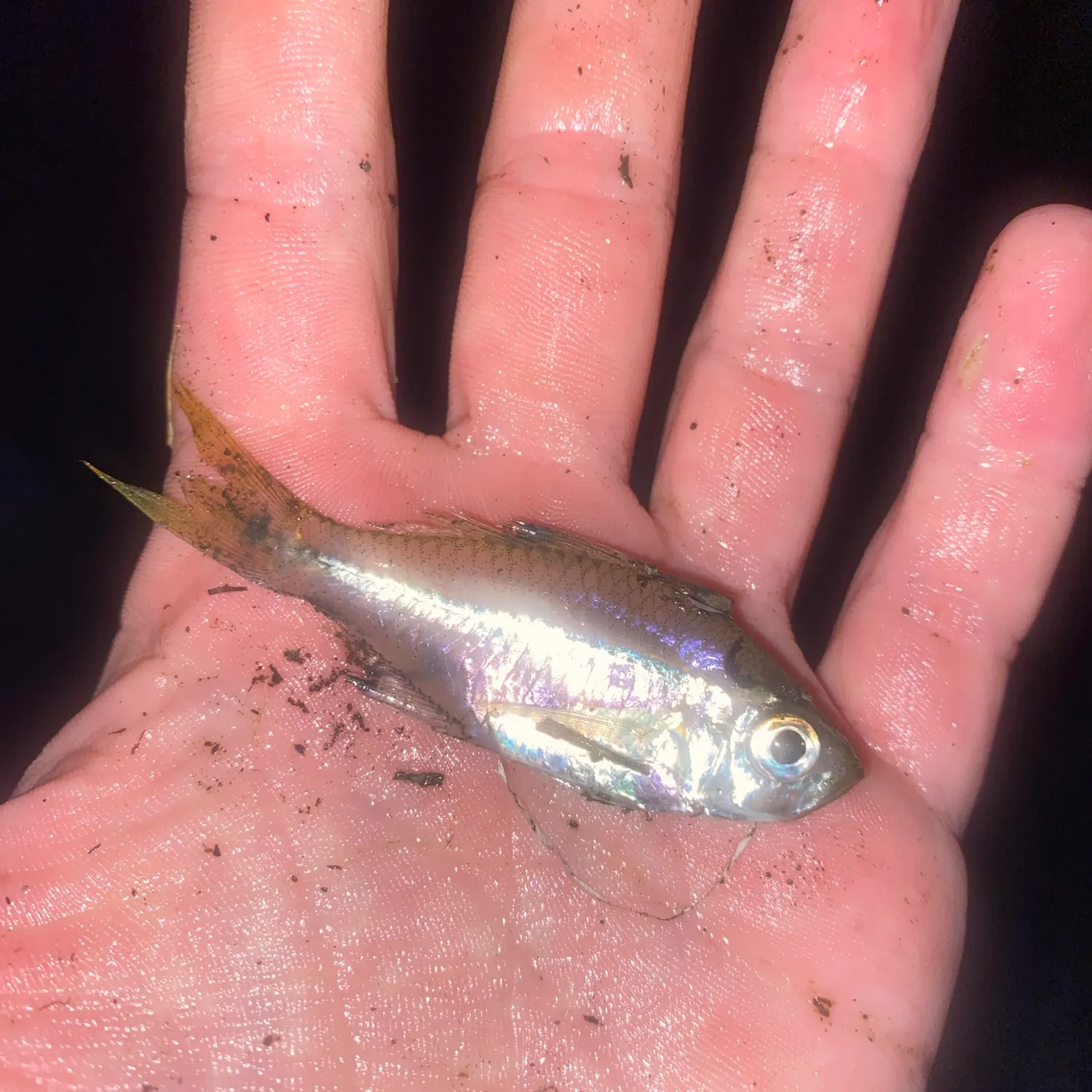 The most recent Scalloped glassfish catches on Fishbrain