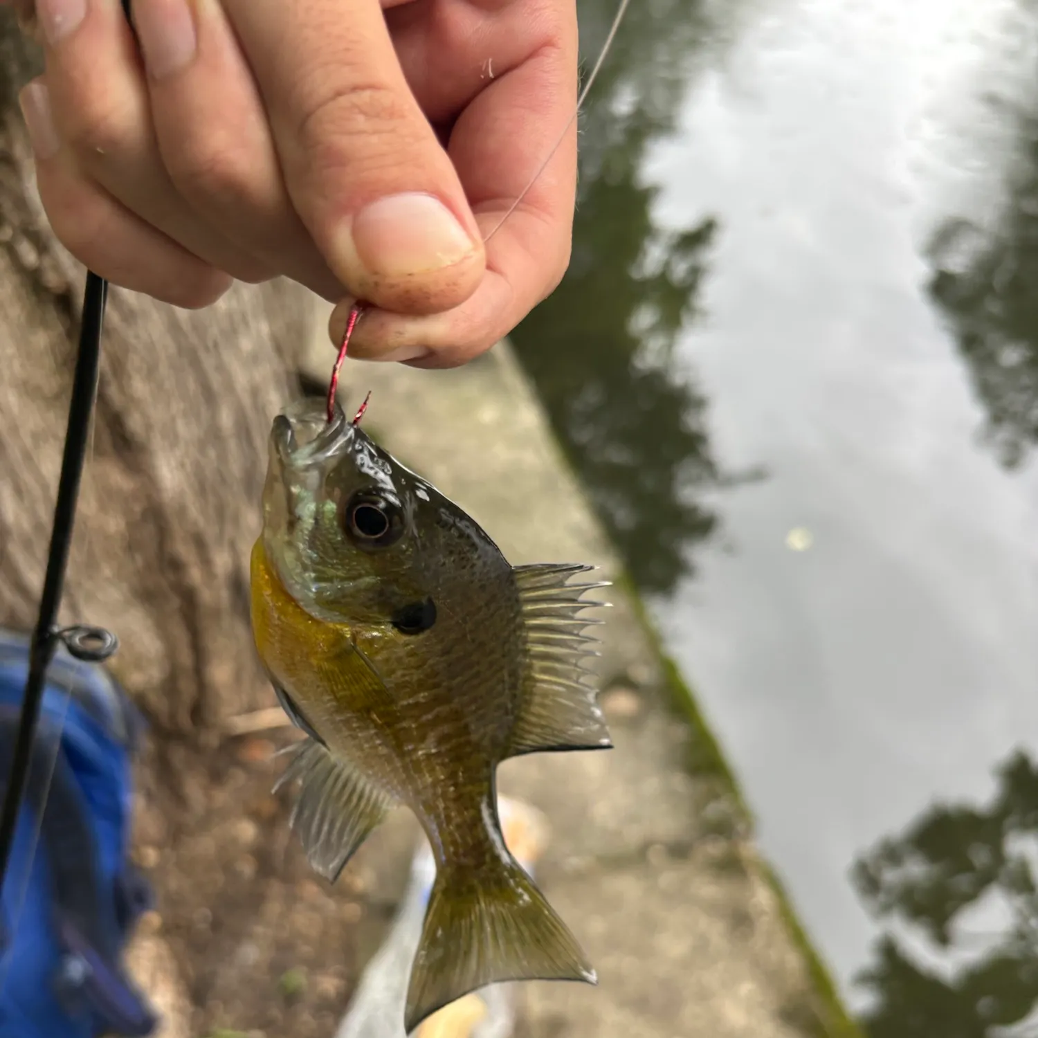 Bluegill caught on Fishbrain