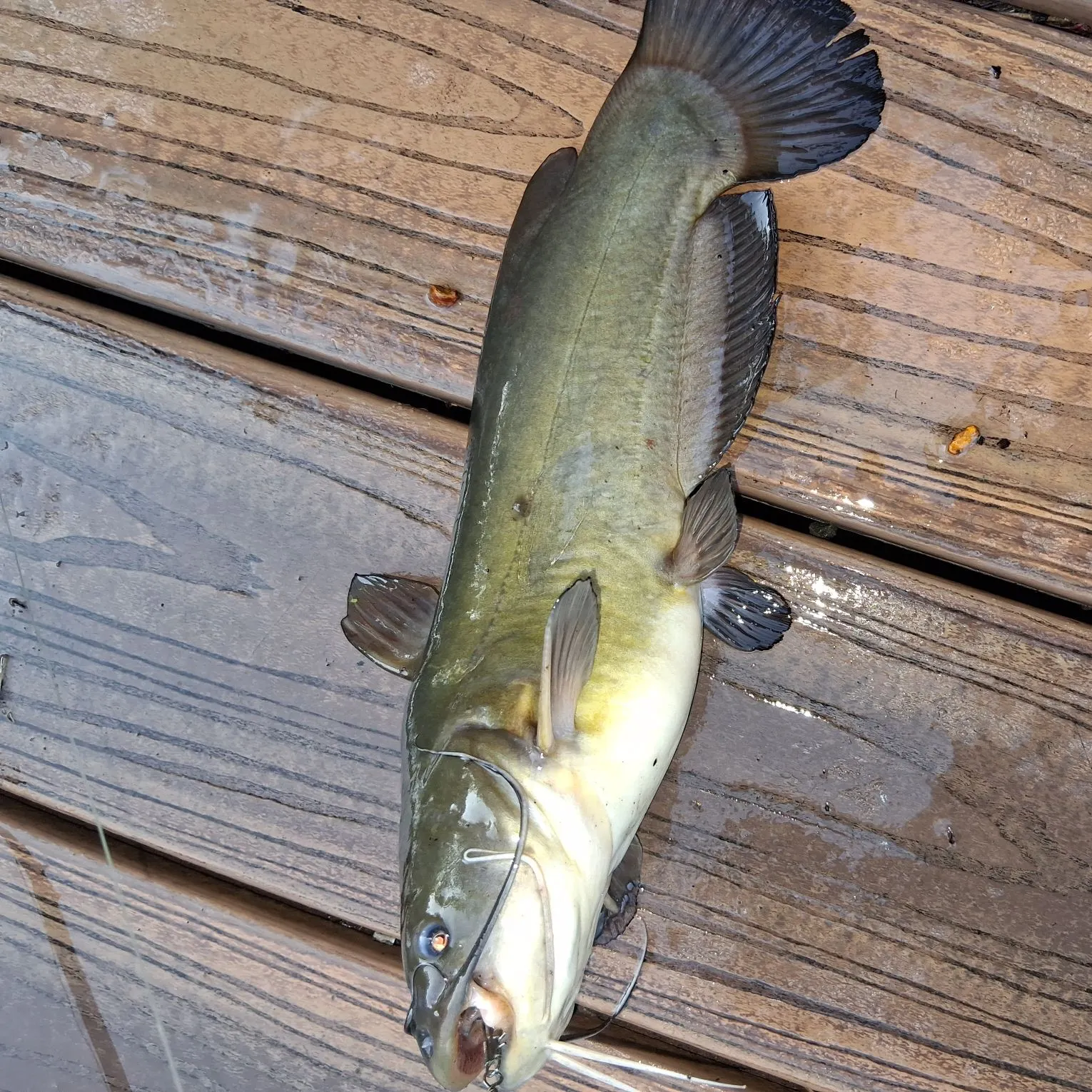 Yellow bullhead caught on Fishbrain