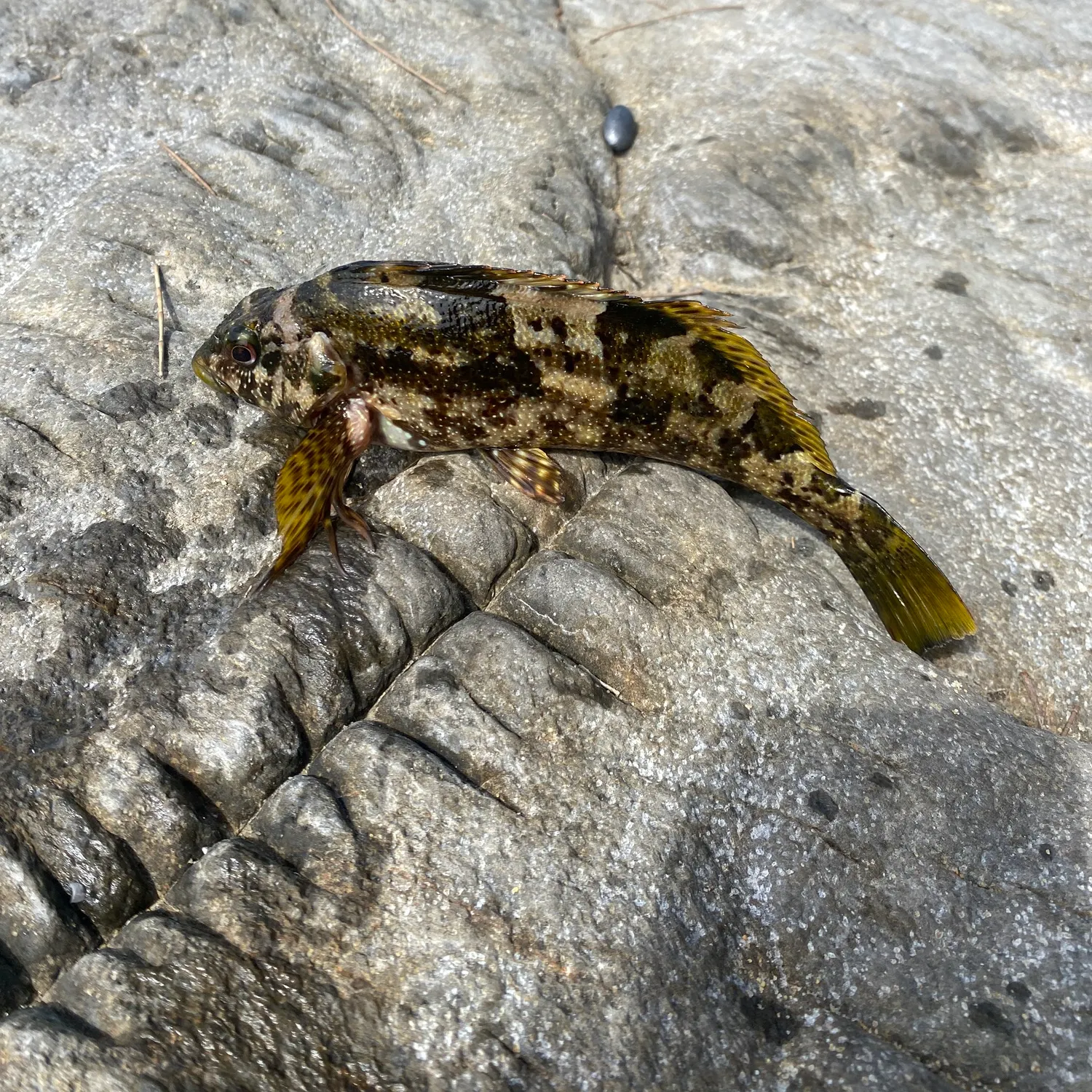 The most recent Eastern kelpfish catches on Fishbrain