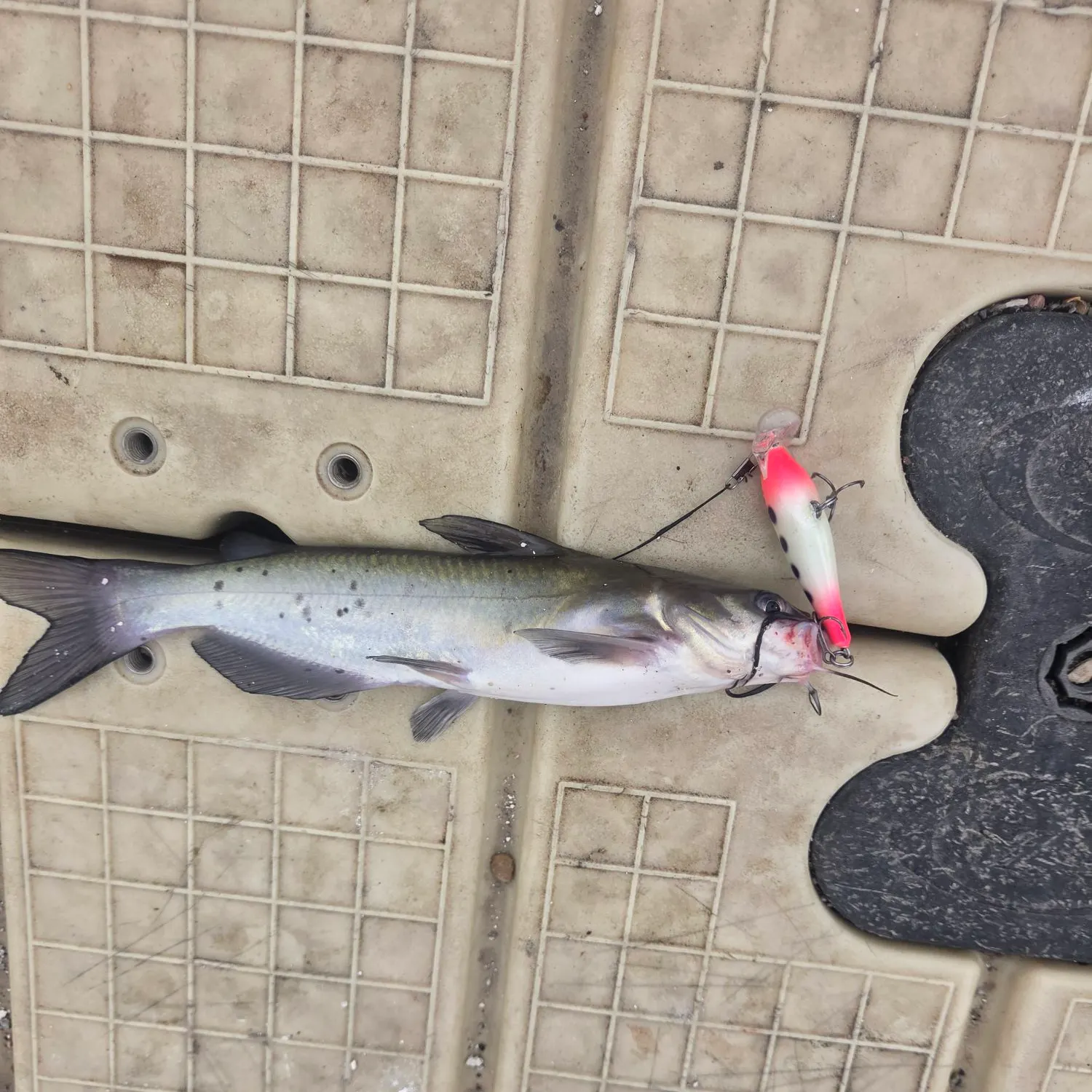 Channel catfish caught on Fishbrain