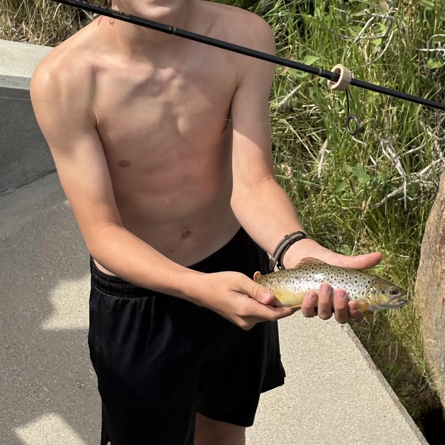 Brown trout caught on Fishbrain
