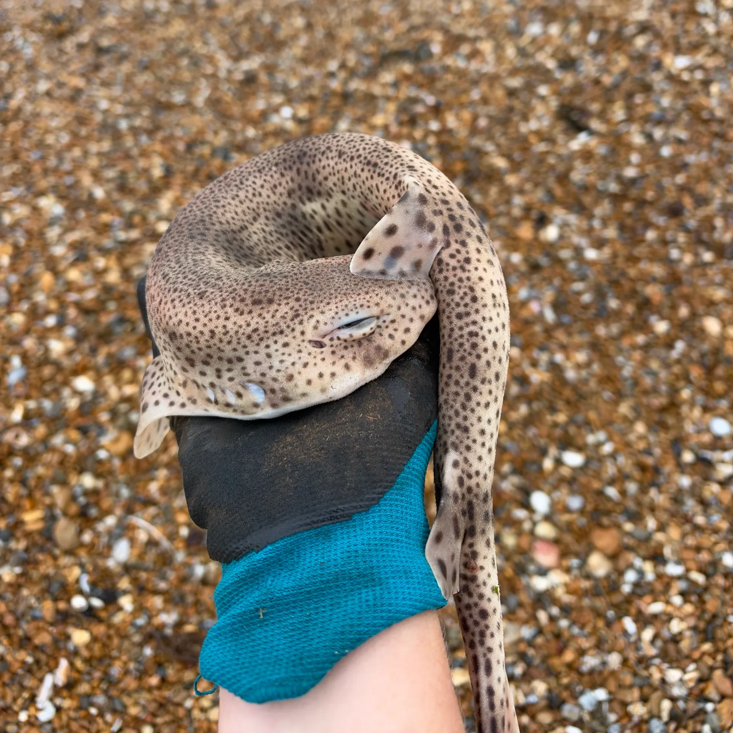 Lesser spotted dogfish caught on Fishbrain