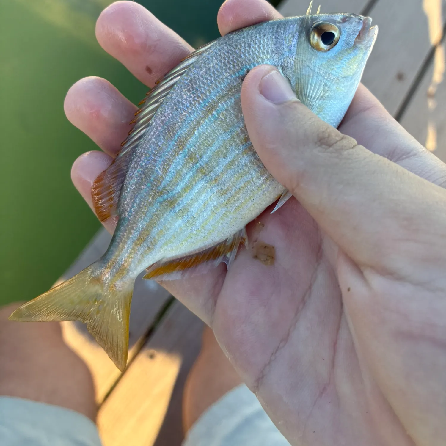Pinfish caught on Fishbrain
