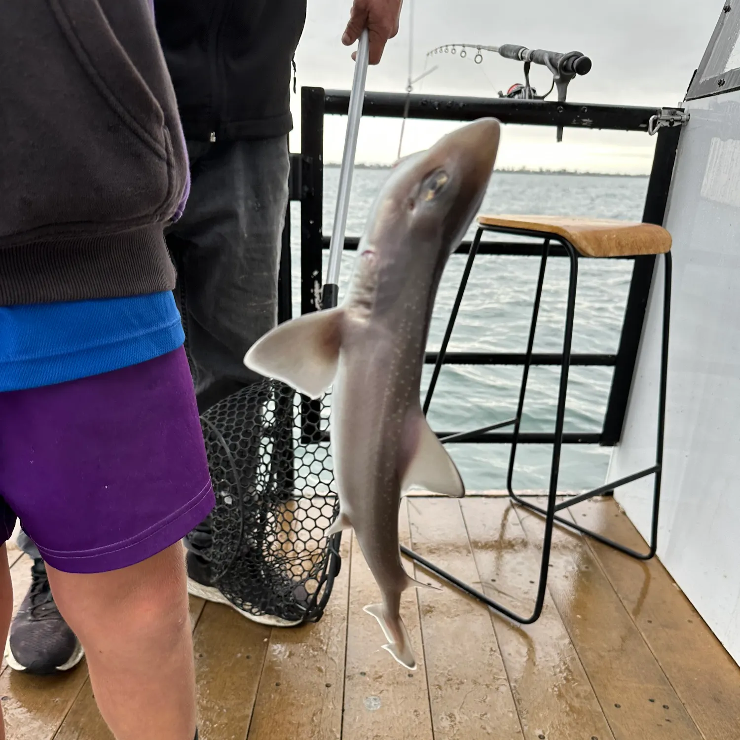 The most recent Gummy shark catches on Fishbrain