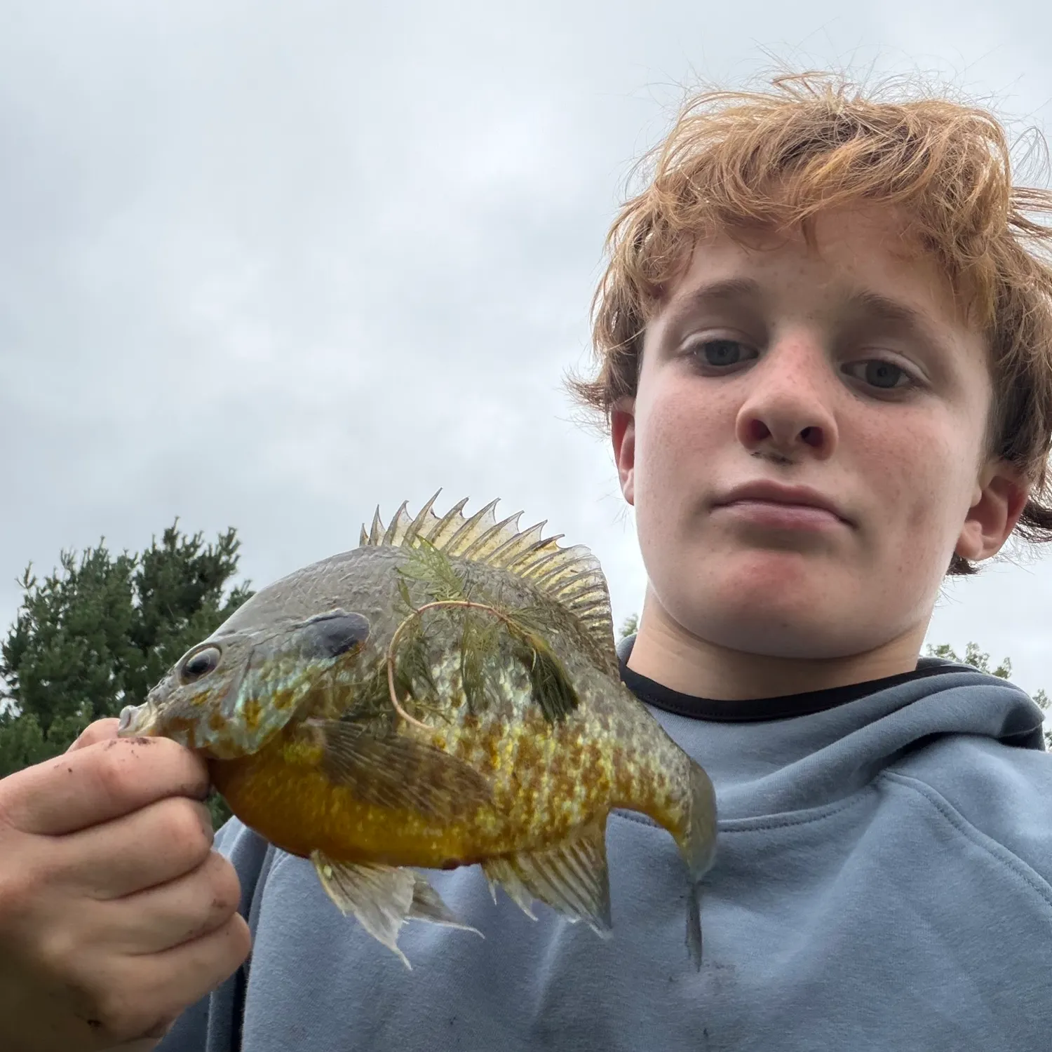 Greengill hybrid caught on Fishbrain