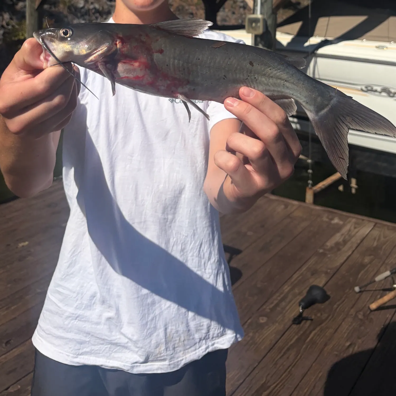 Channel catfish caught on Fishbrain