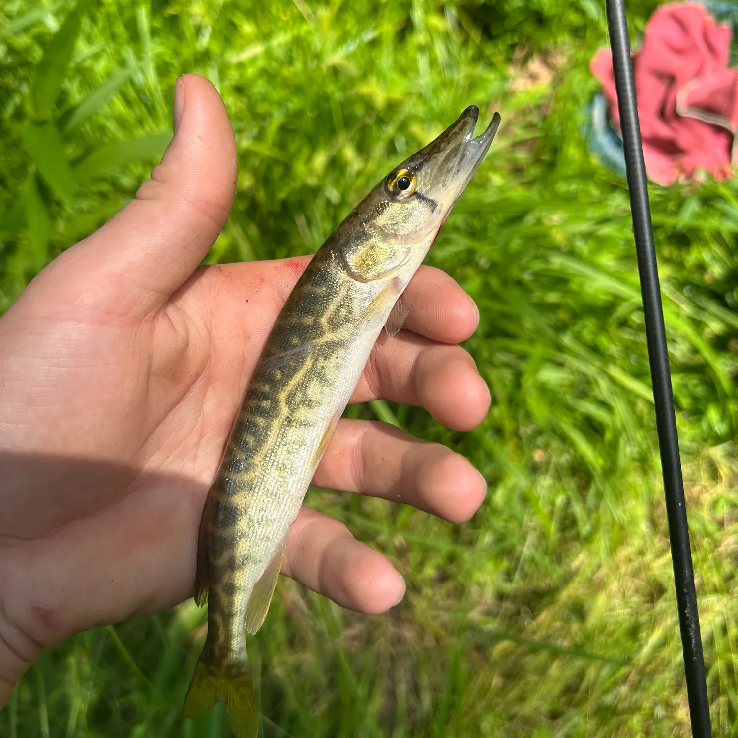The most recent Grass pickerel catches on Fishbrain