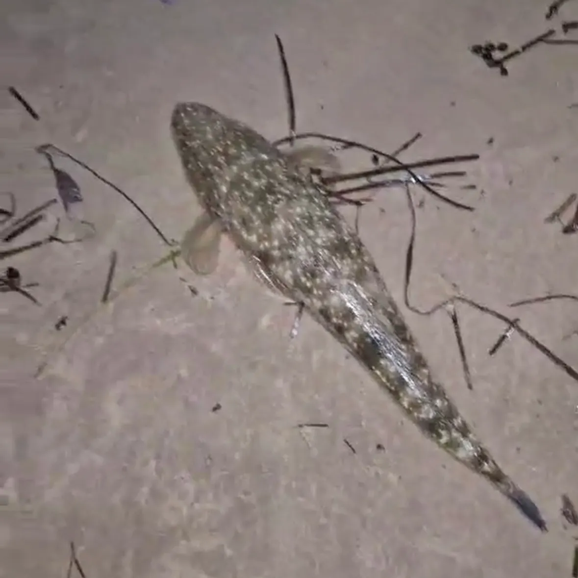 The most recent Dusky flathead catches on Fishbrain