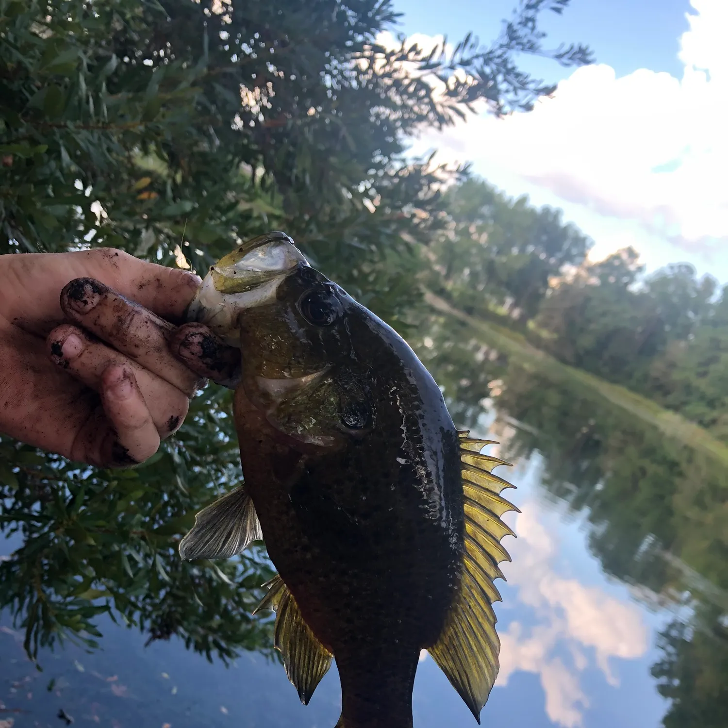 Rock bass caught on Fishbrain