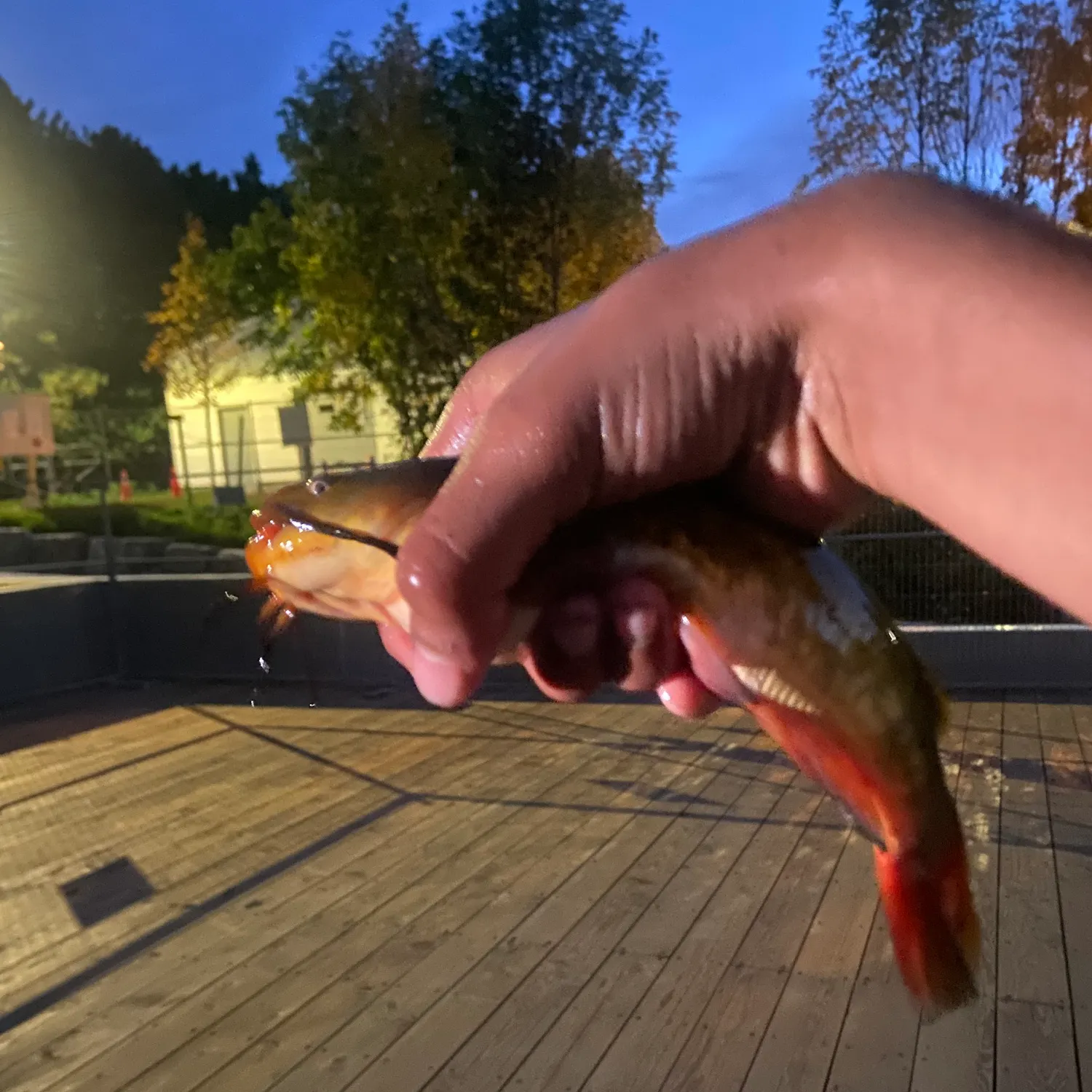 Yellow bullhead caught on Fishbrain