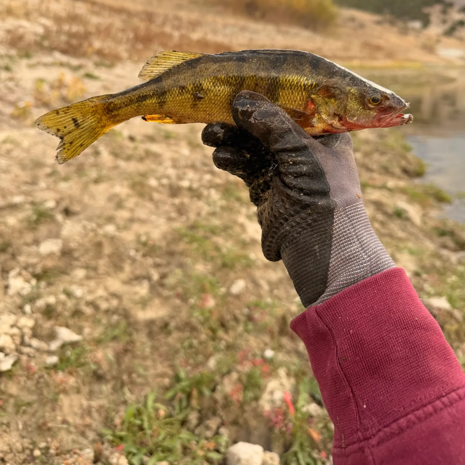 Yellow perch caught on Fishbrain