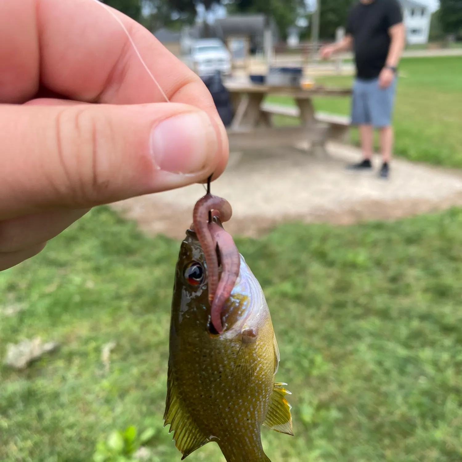Green sunfish caught on Fishbrain