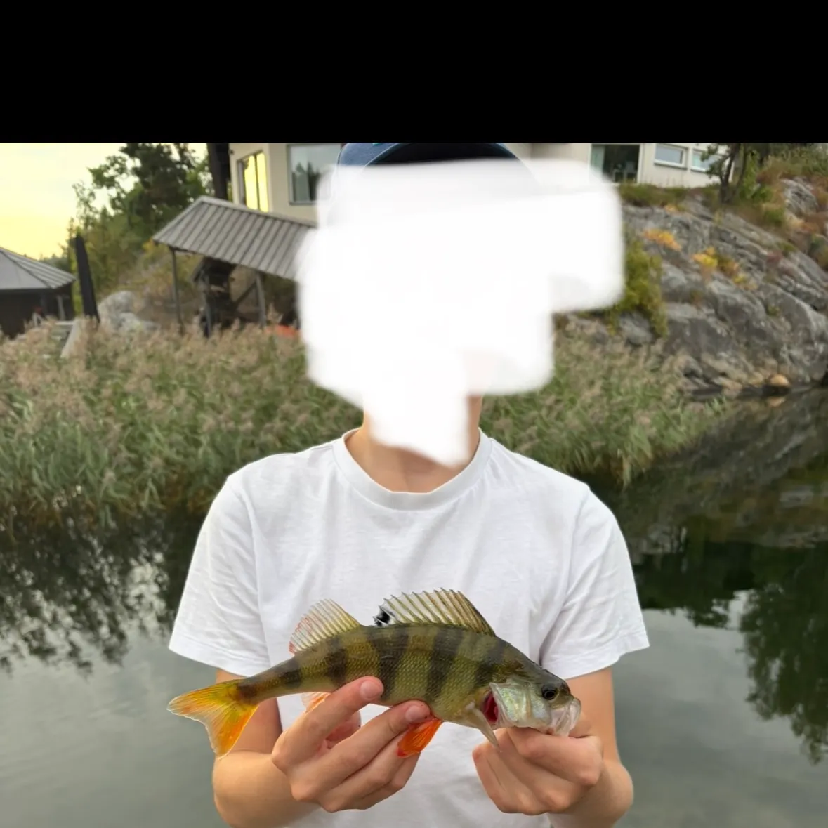European perch caught on Fishbrain