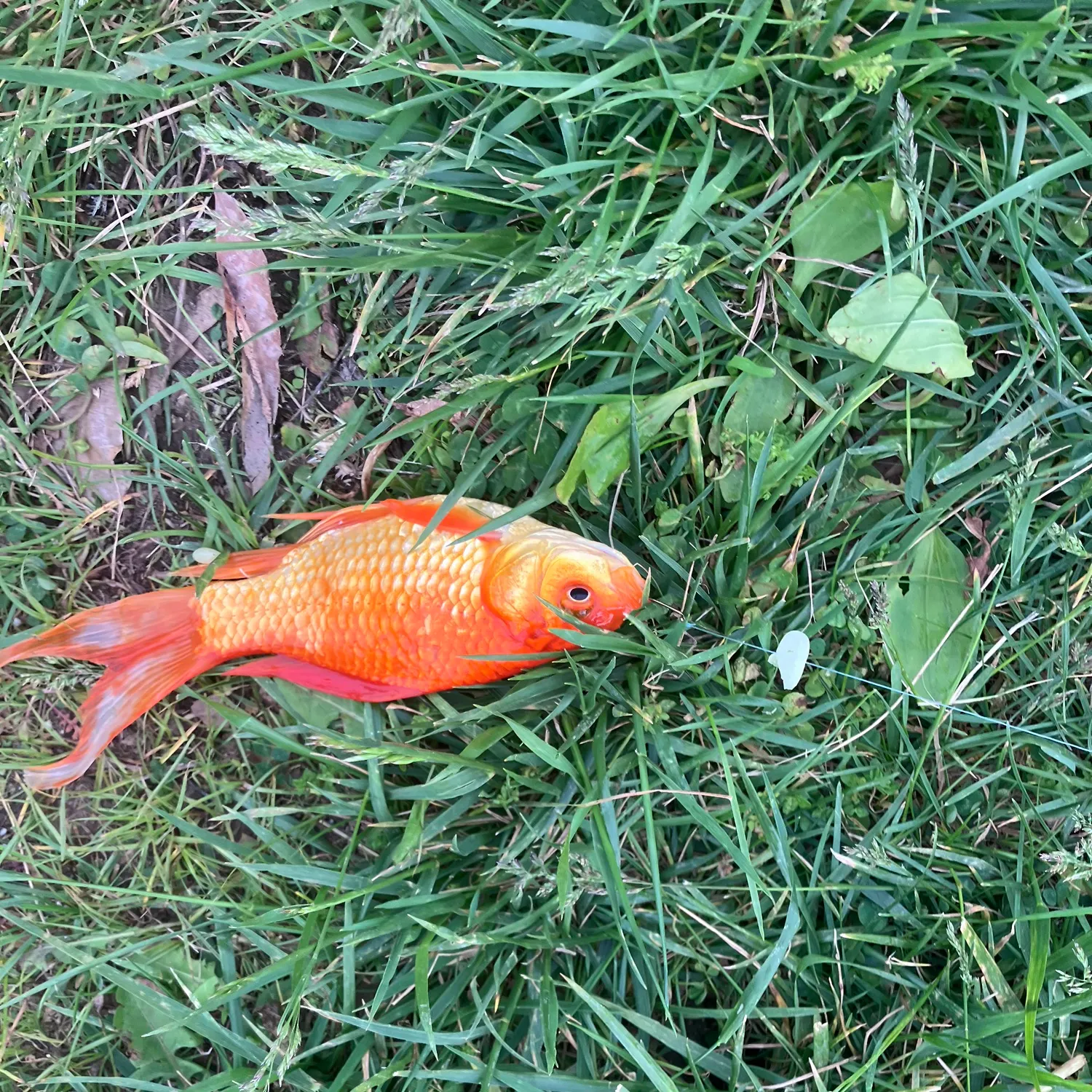 The most recent Goldfish catches on Fishbrain