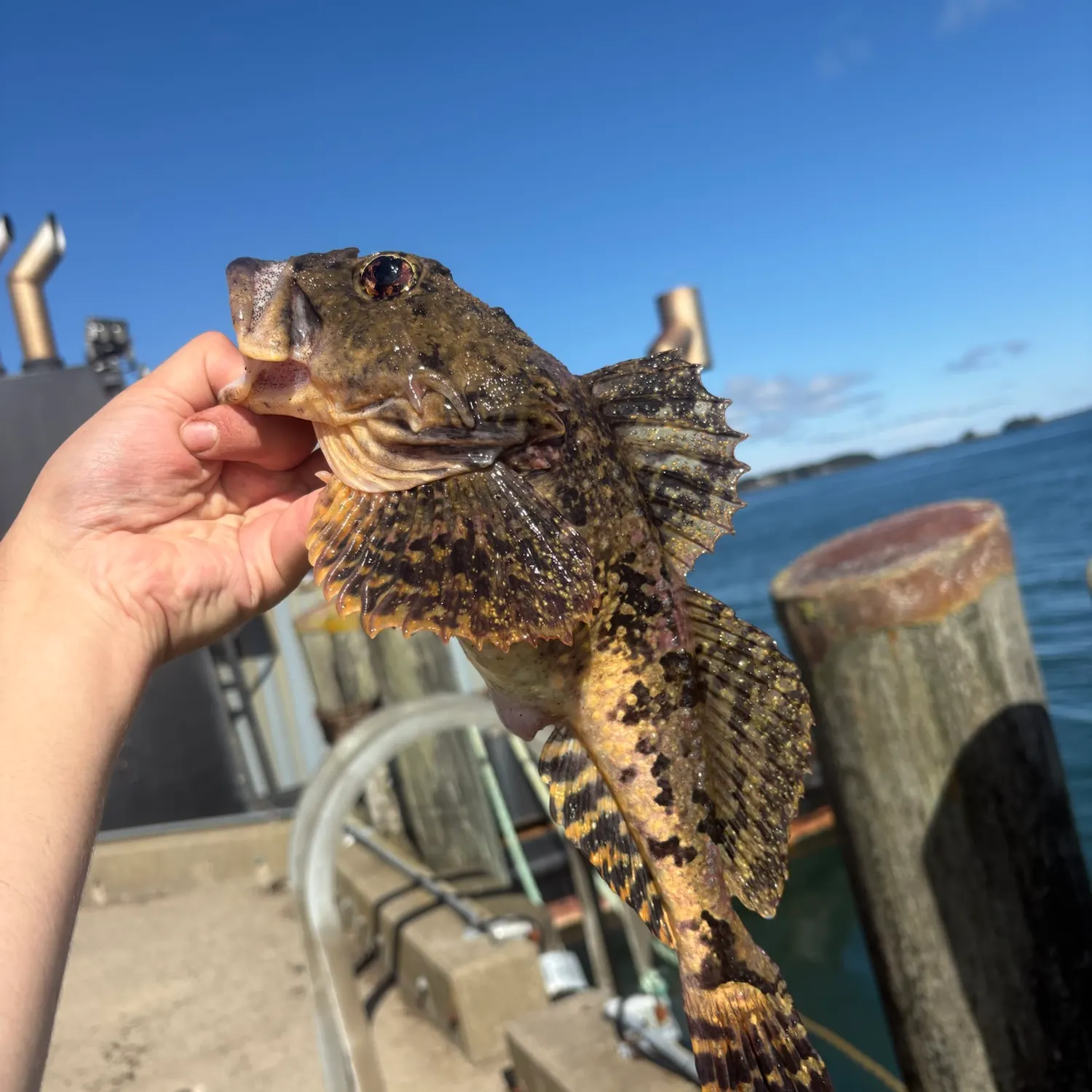 Shorthorn sculpin caught on Fishbrain