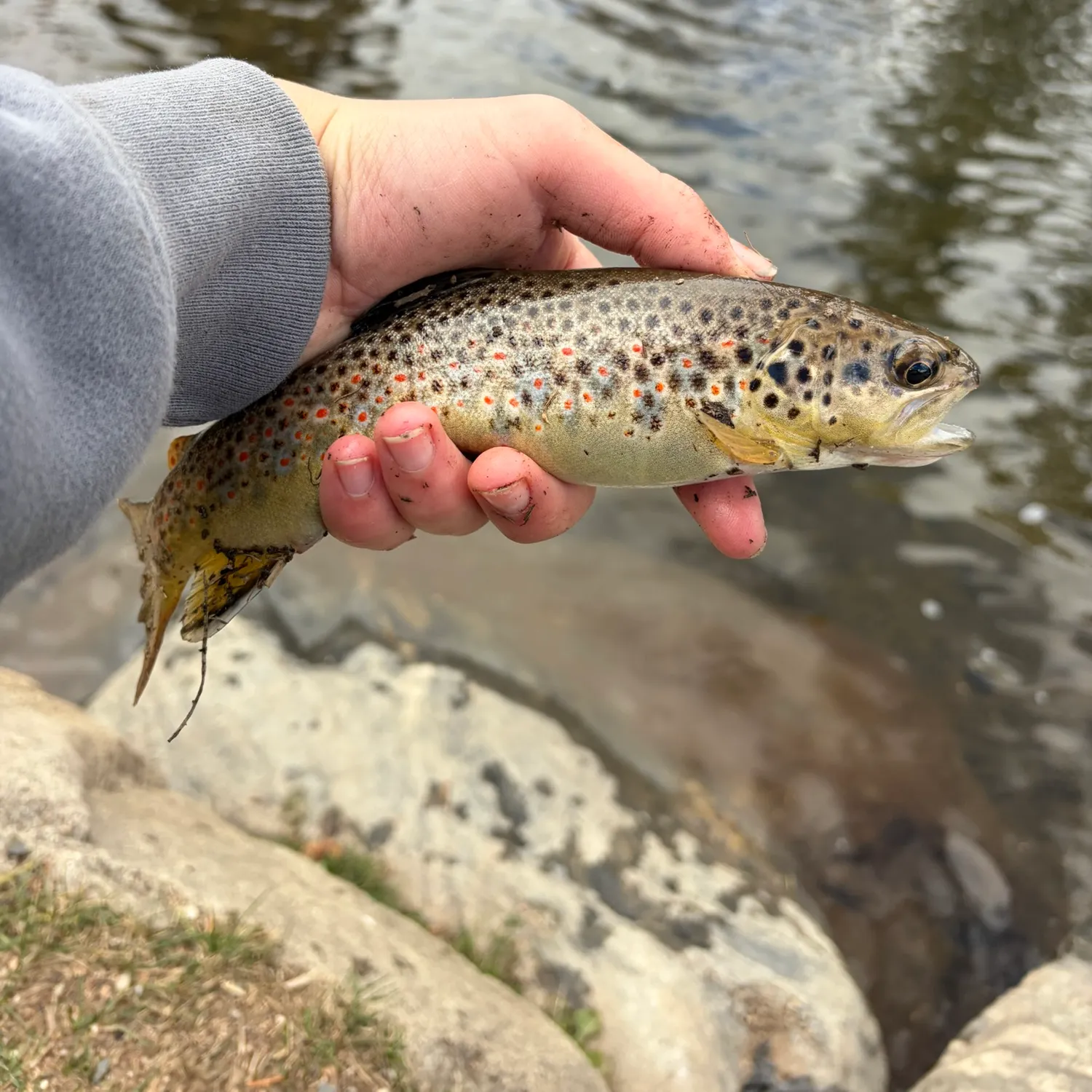 Brown trout caught on Fishbrain