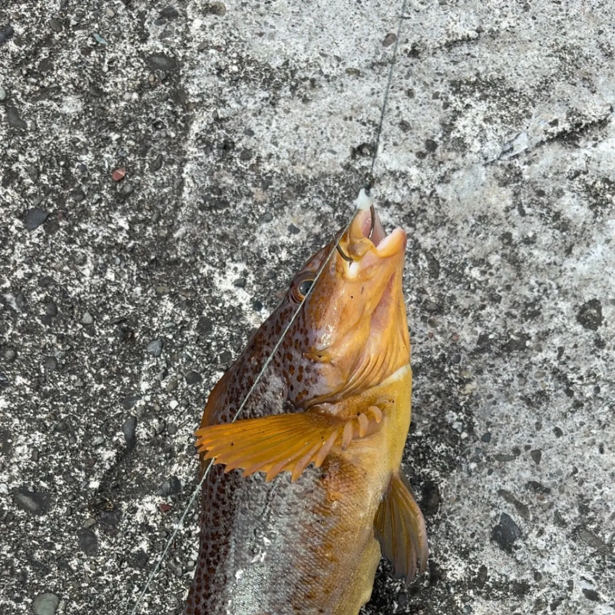 The most recent Kelp greenling catches on Fishbrain