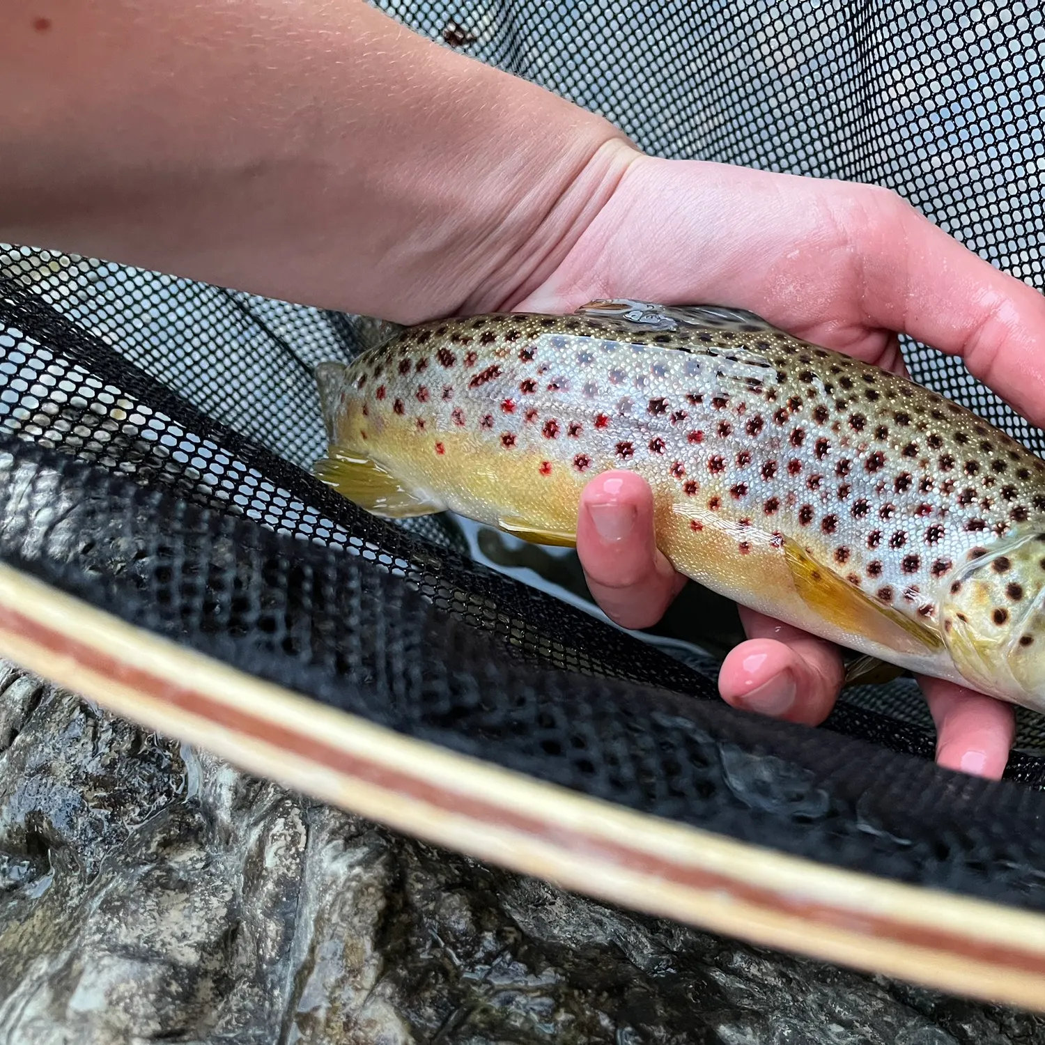 Brown trout caught on Fishbrain