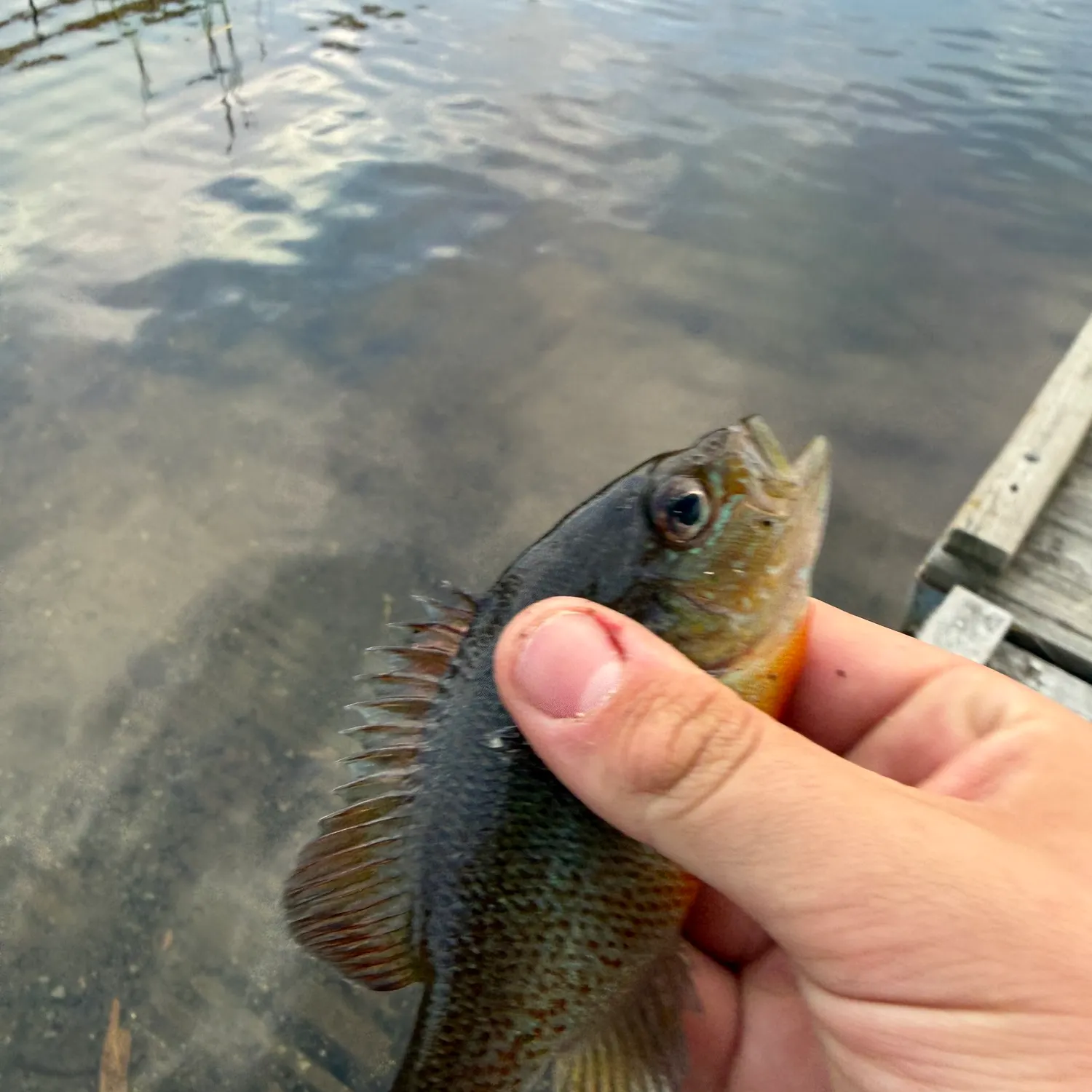 The most recent Redbreast sunfish catches on Fishbrain