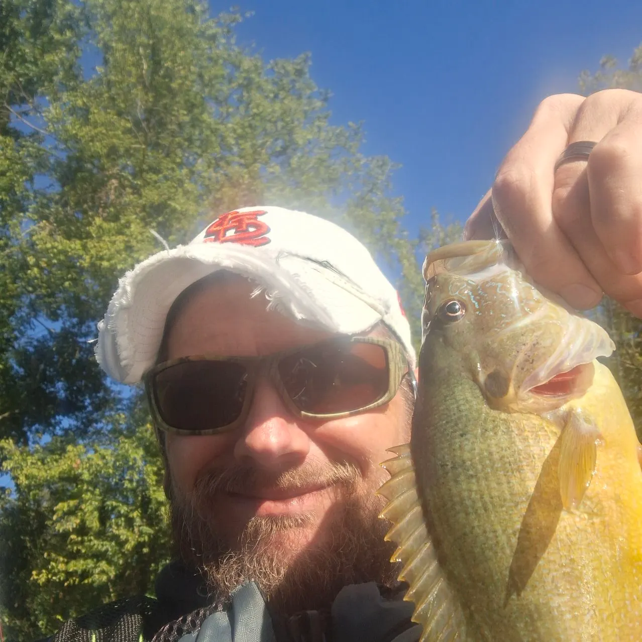 Green sunfish caught on Fishbrain