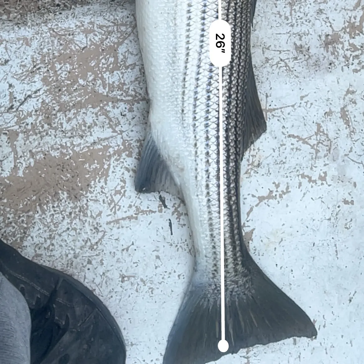 Striped bass caught on Fishbrain