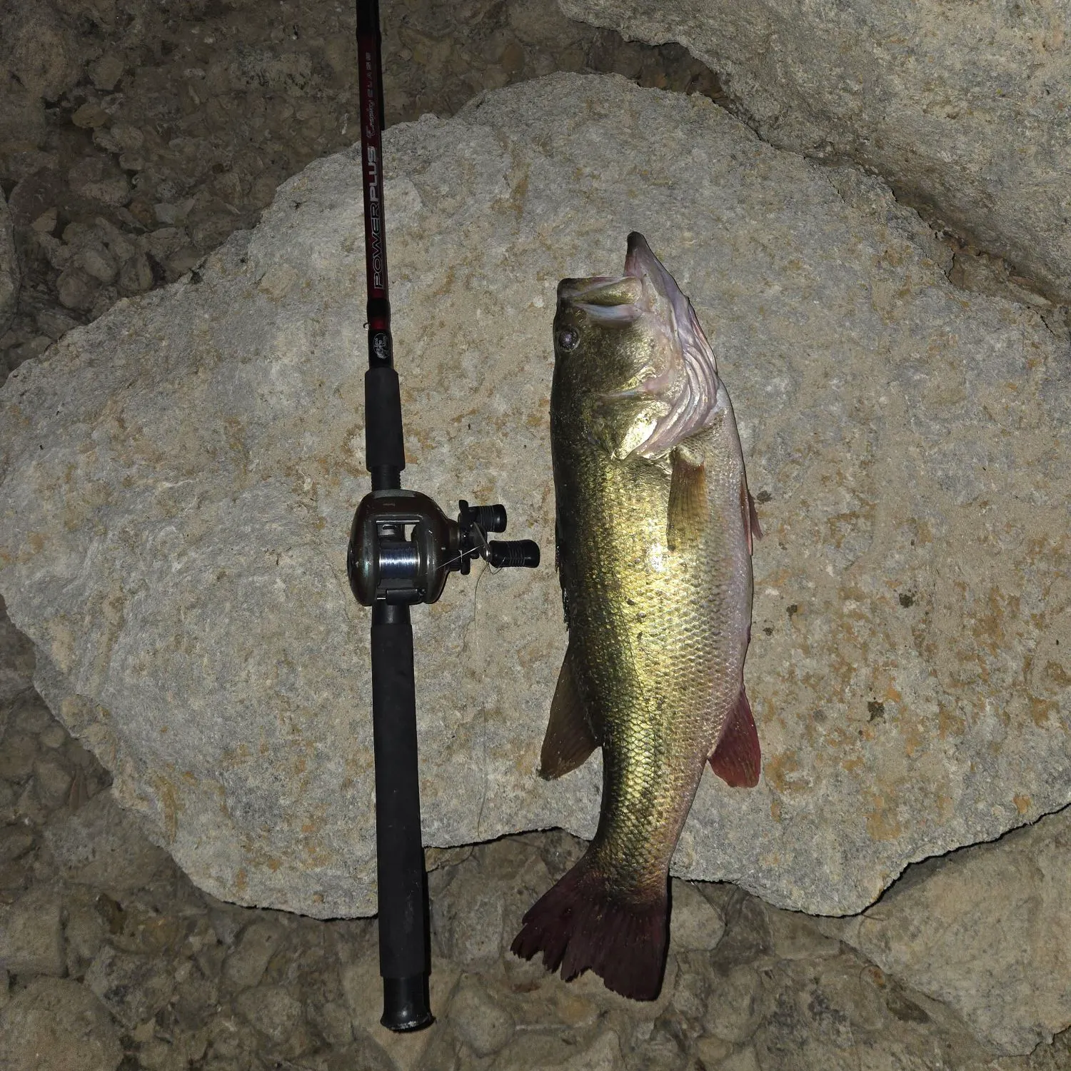 Largemouth bass caught on Fishbrain