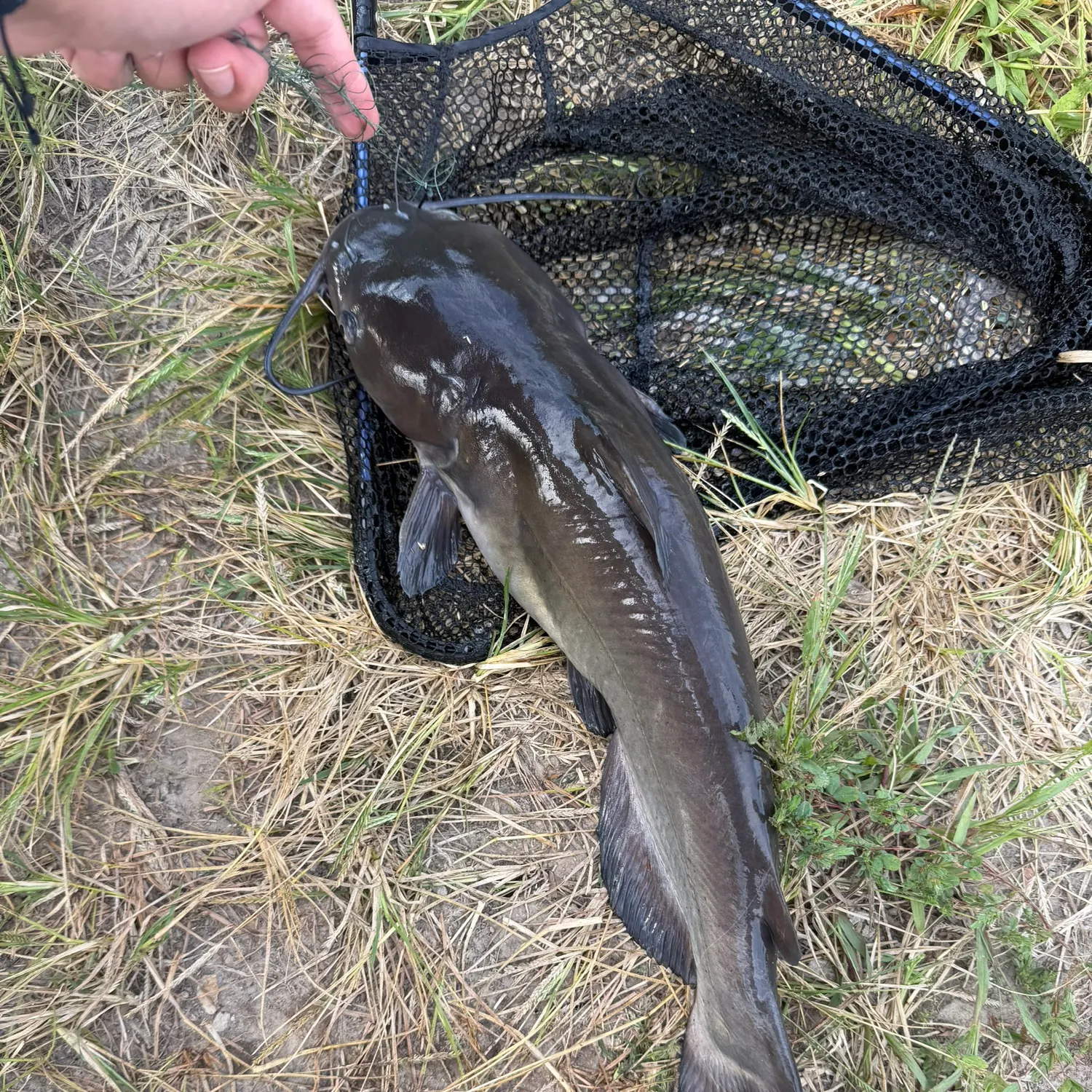 Channel catfish caught on Fishbrain