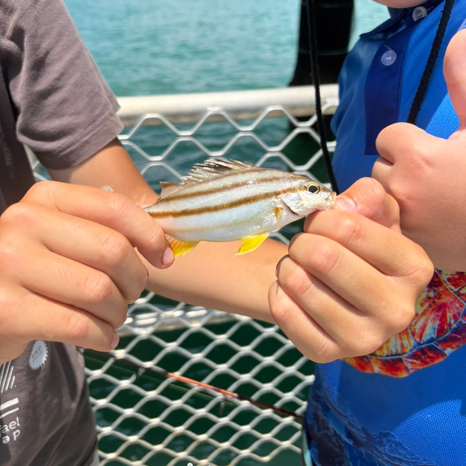 The most recent Eastern striped grunter catches on Fishbrain