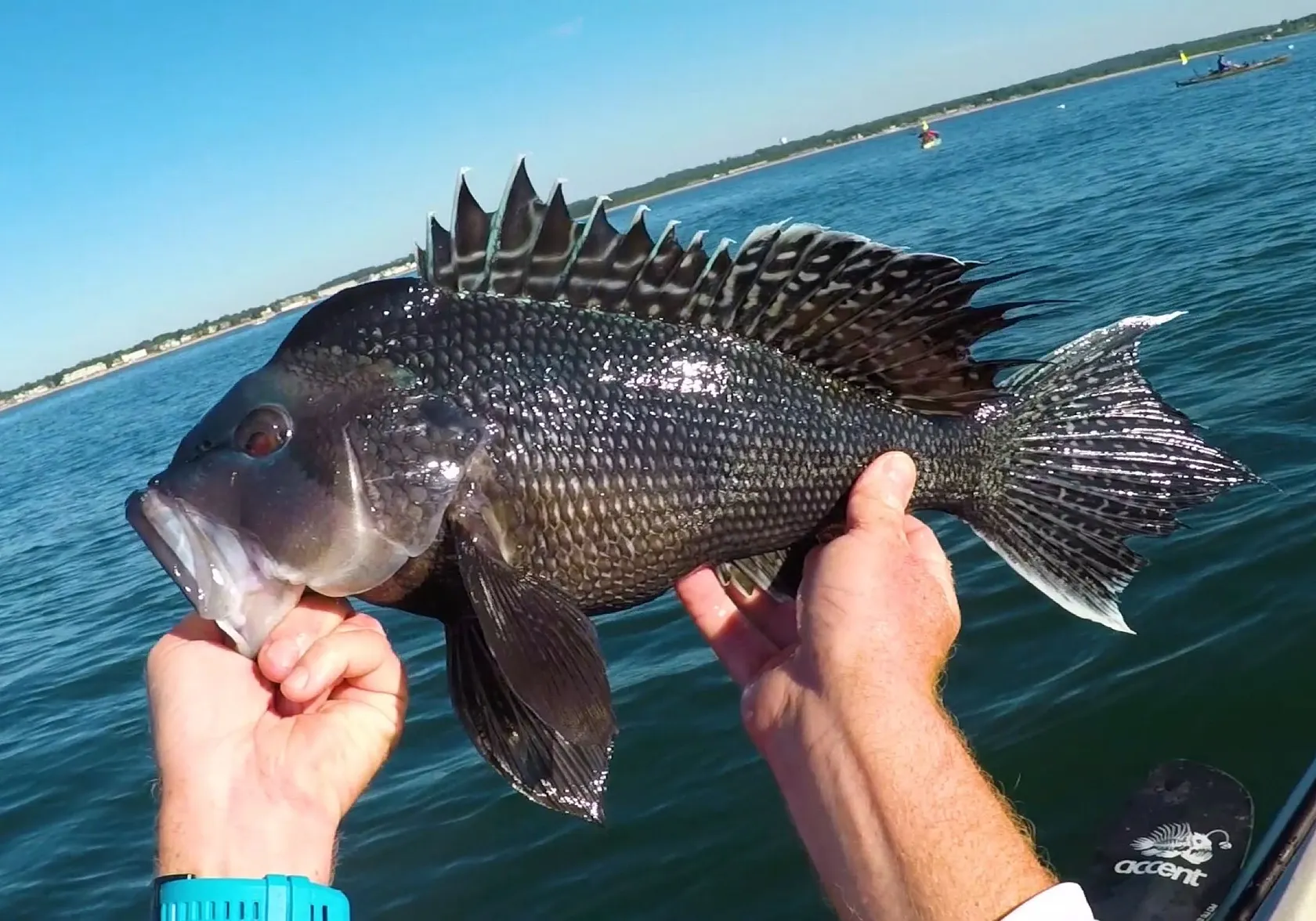 Black sea bass