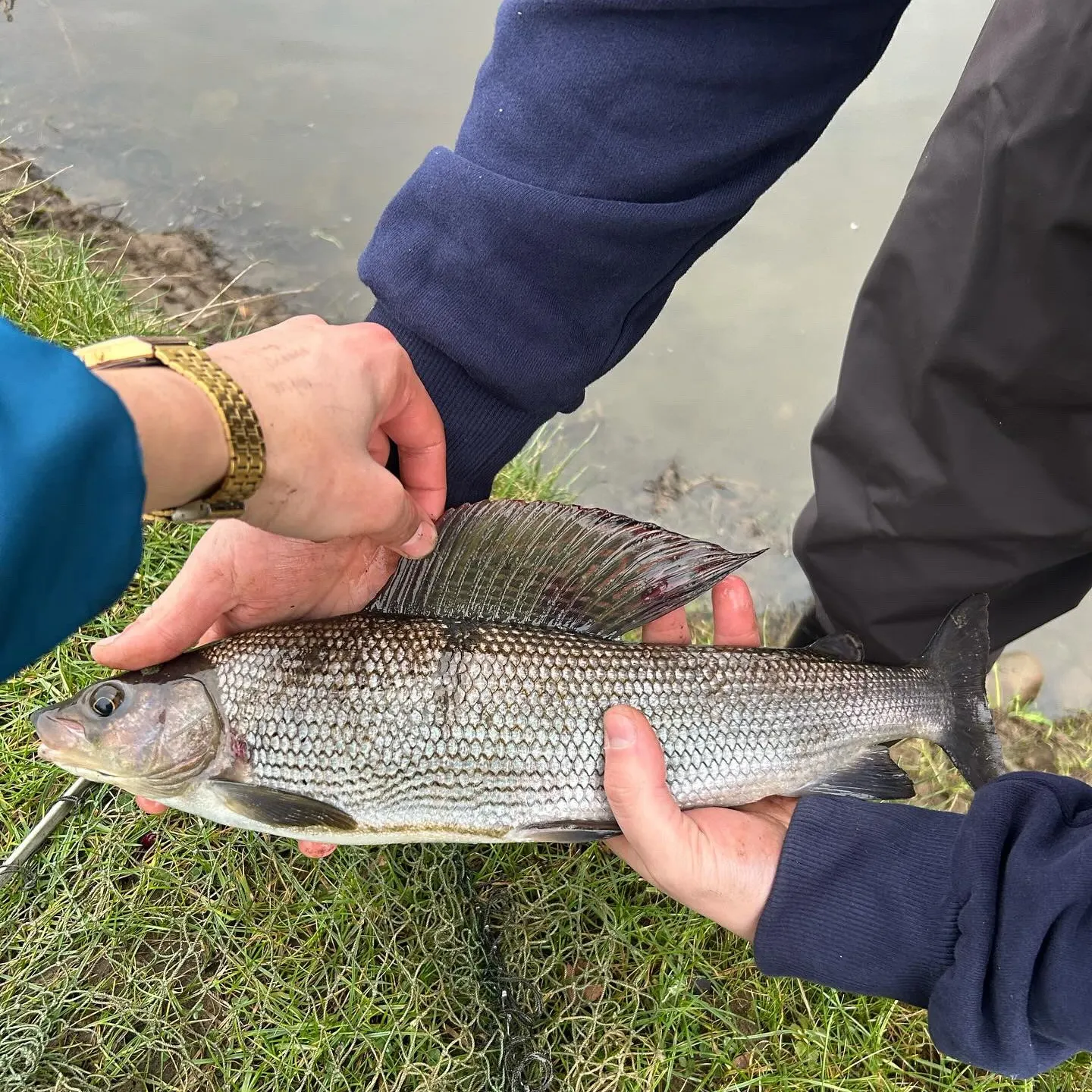 The most recent European grayling catches on Fishbrain