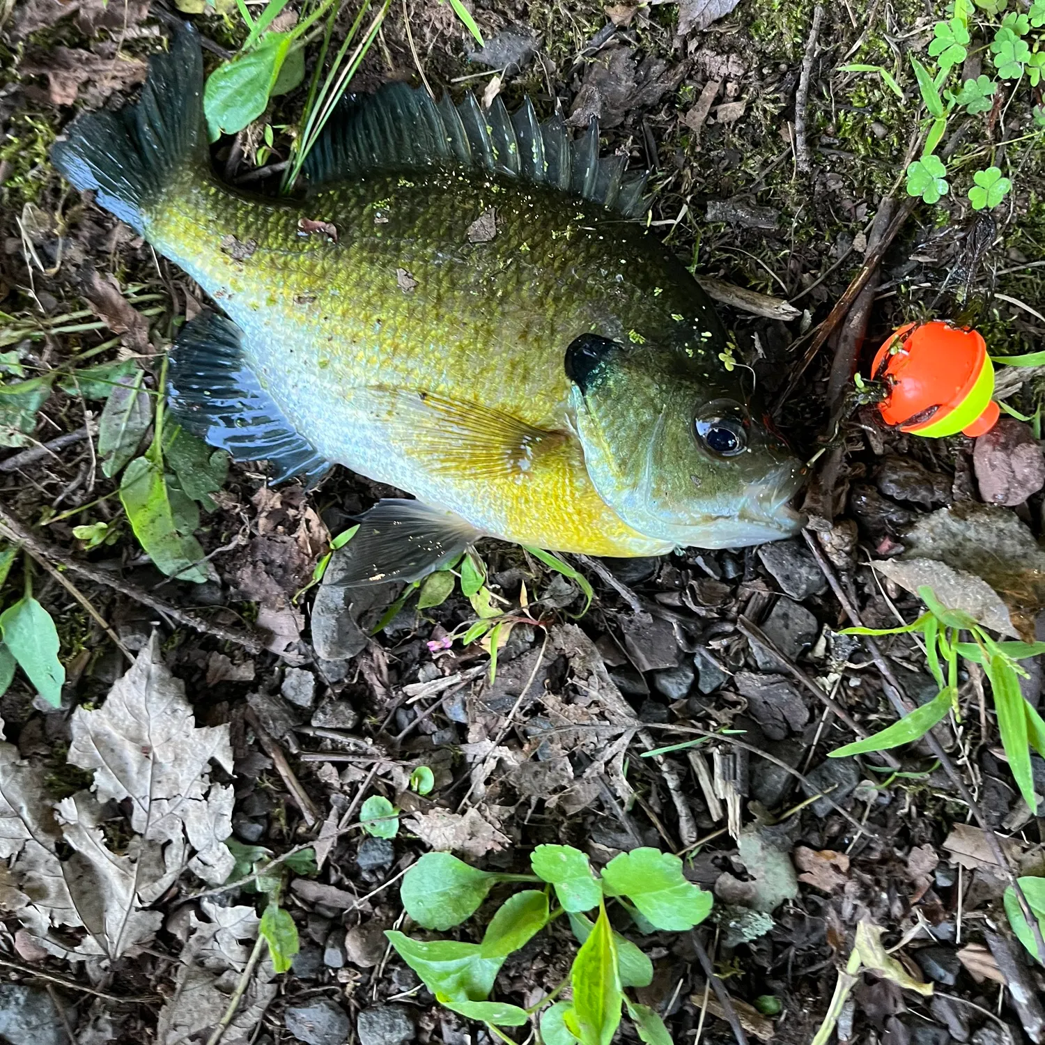 Bluegill caught on Fishbrain