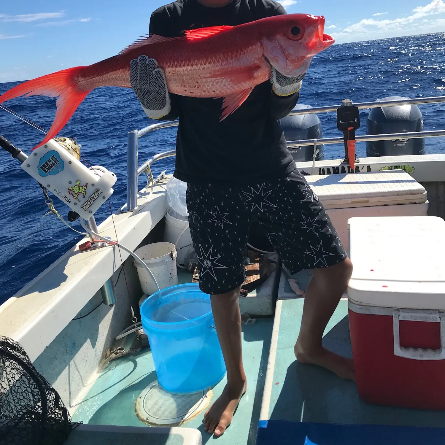 The most recent Queen Snapper catches on Fishbrain