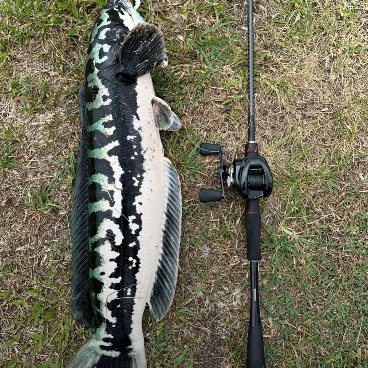 The most recent North African catfish catches on Fishbrain
