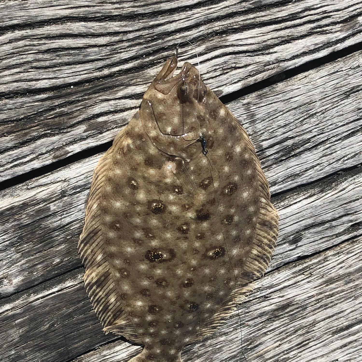 angler catch