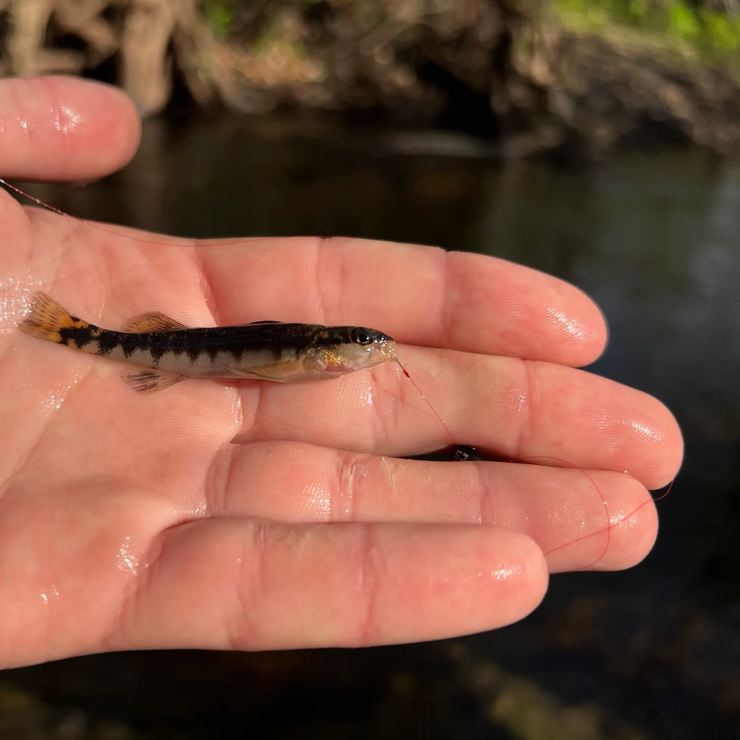 The most recent Westfalls darter catches on Fishbrain