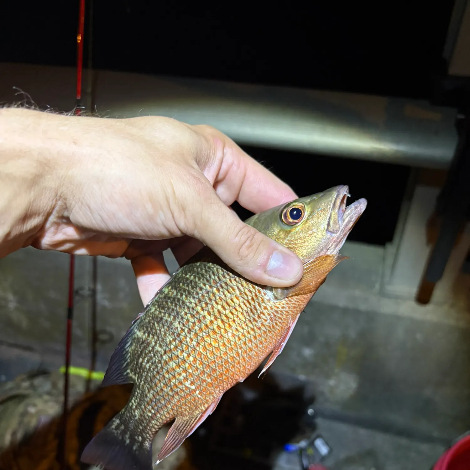 Mangrove snapper caught on Fishbrain