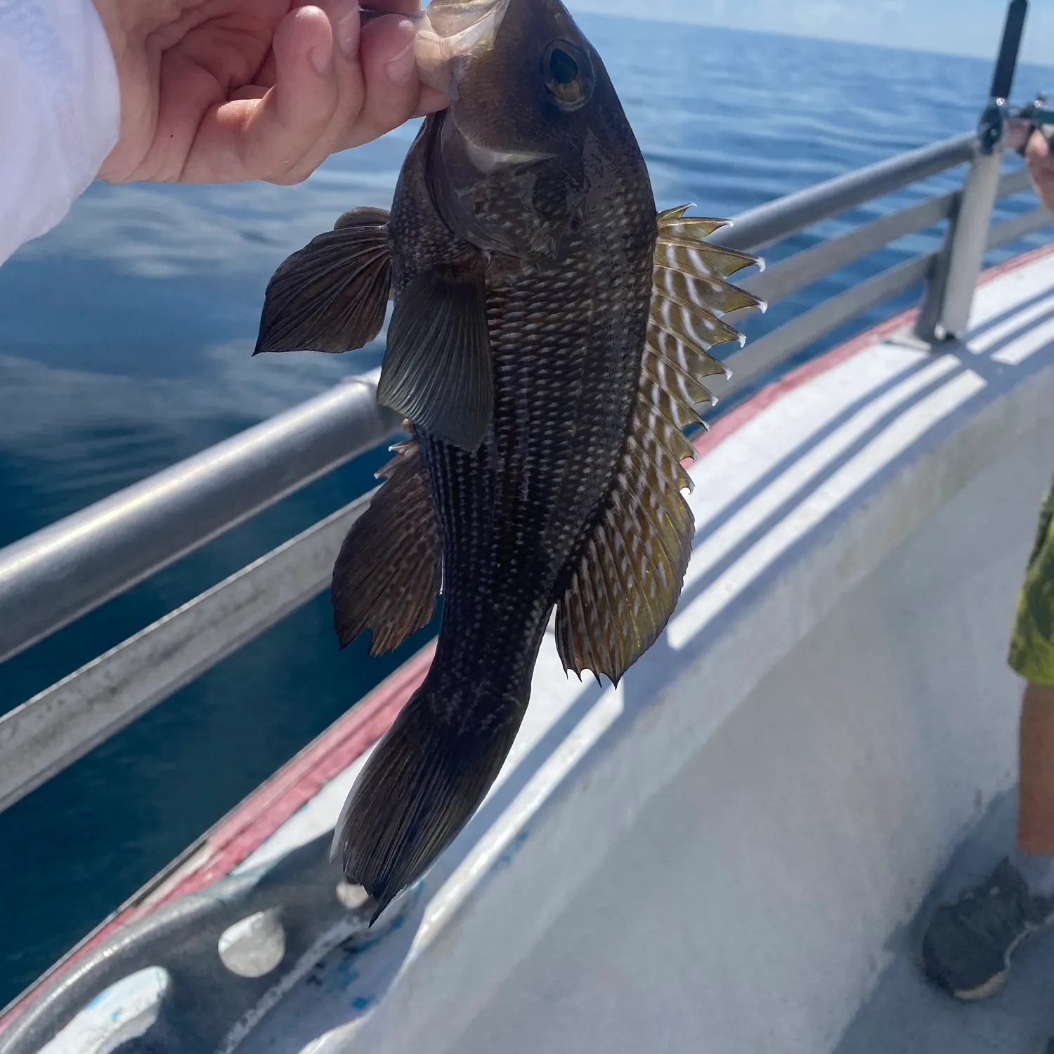 Black sea bass caught on Fishbrain